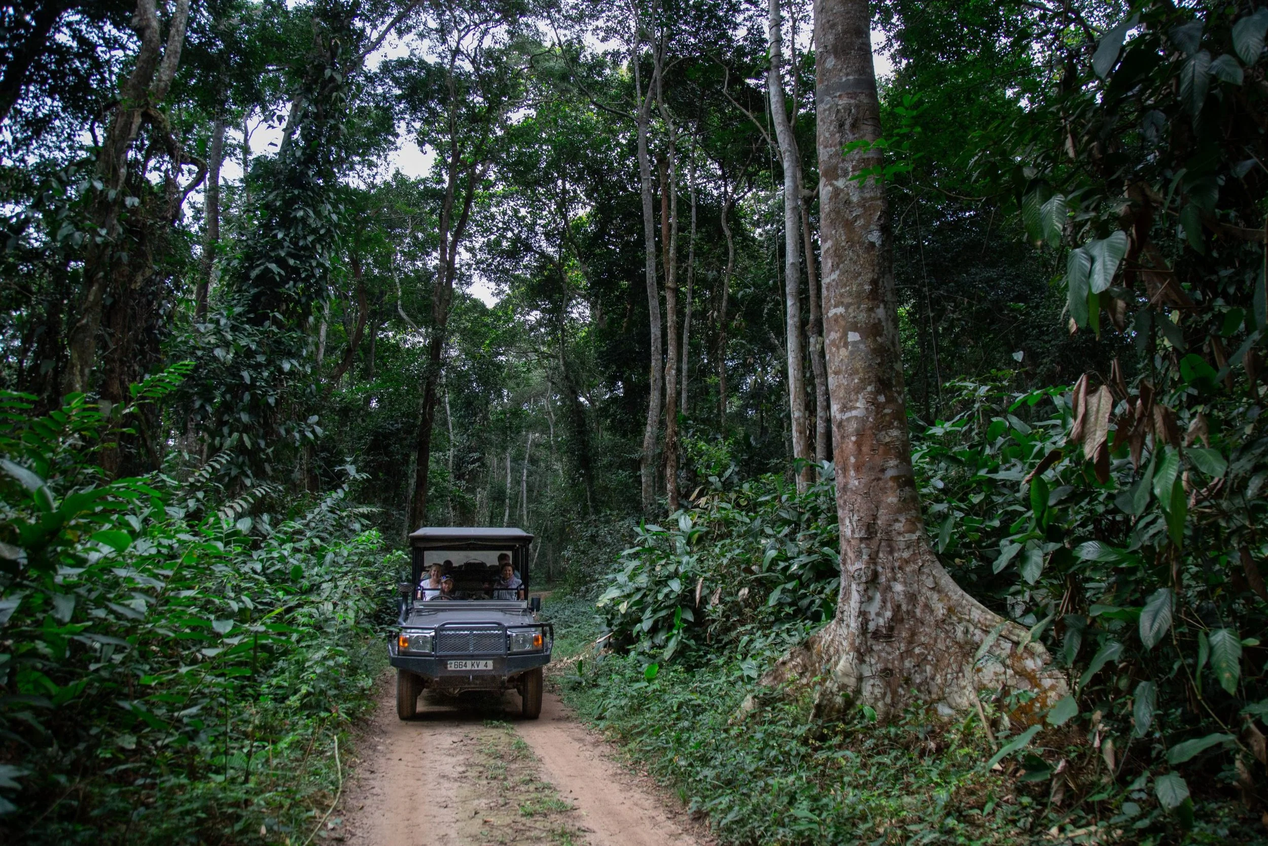 A safari vehicle with tourists driving along a forest trail surrounded by dense green jungle foliage and tall trees.