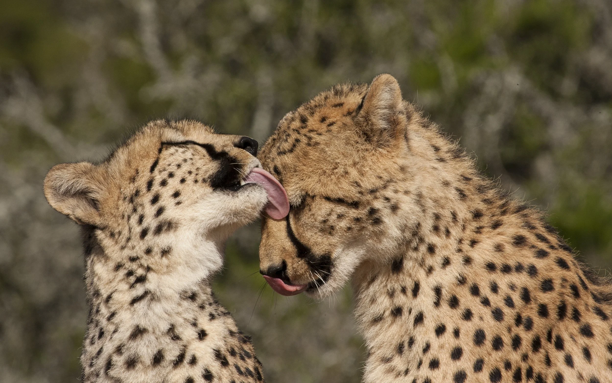 3-NIGHT CLASSIC SAFARI