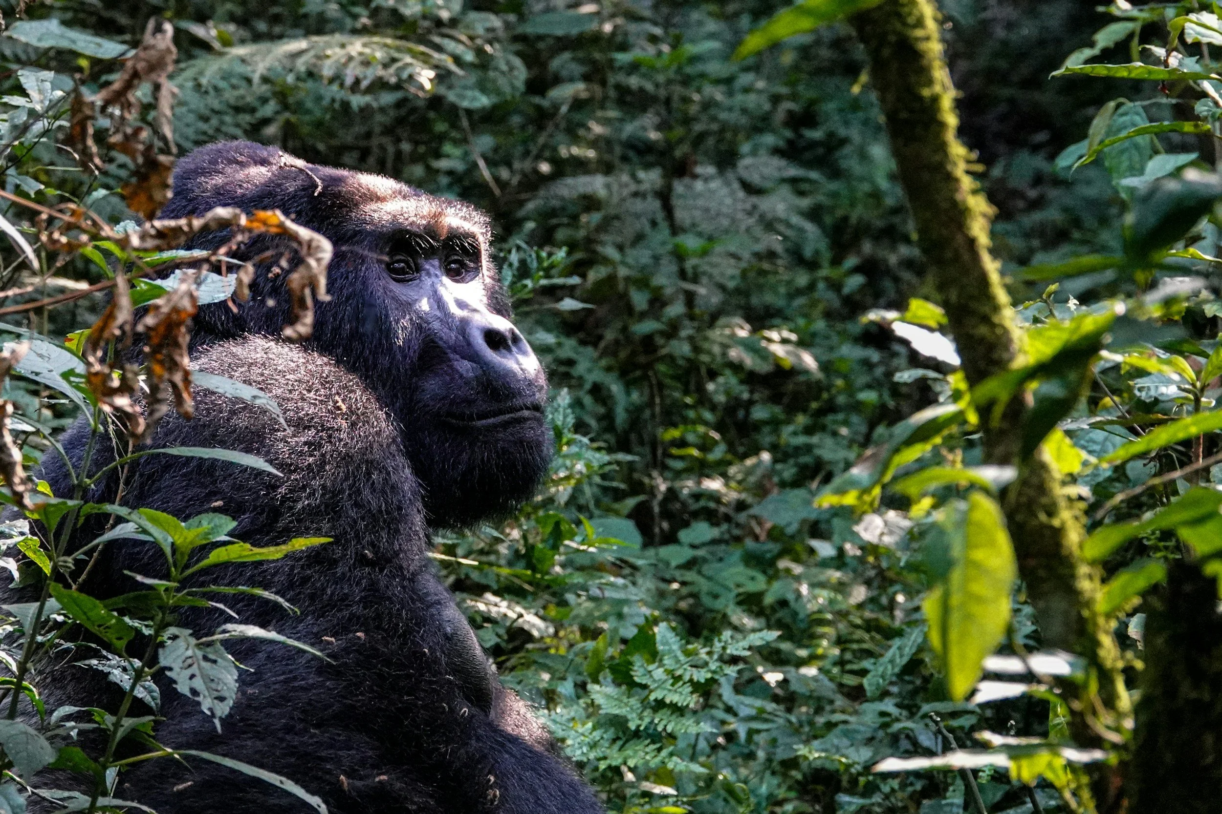 A close-up of a gorilla sitting amid lush green jungle foliage, with its face visible and surrounded by dense leaves.