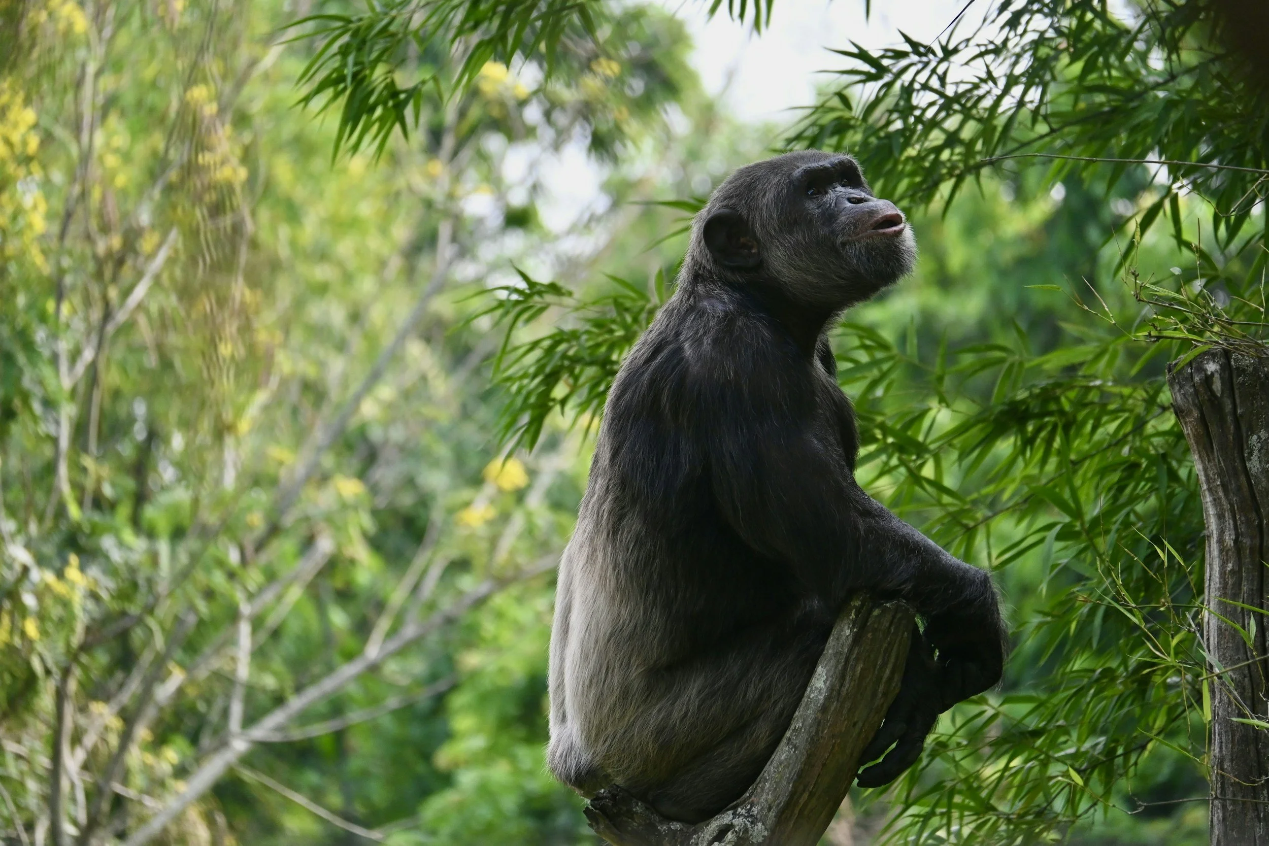 GREAT APES ADVENTURE
