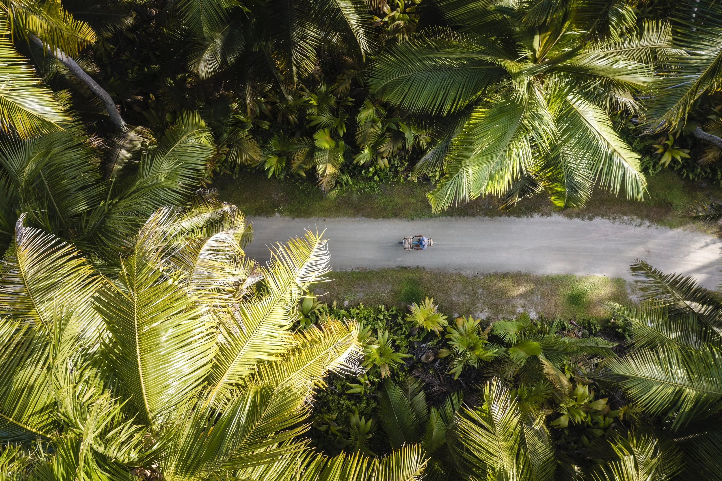 Drone aerial view of a narrow dirt path running through lush tropical vegetation with large palm leaves and green foliage, and a person walking along the path.