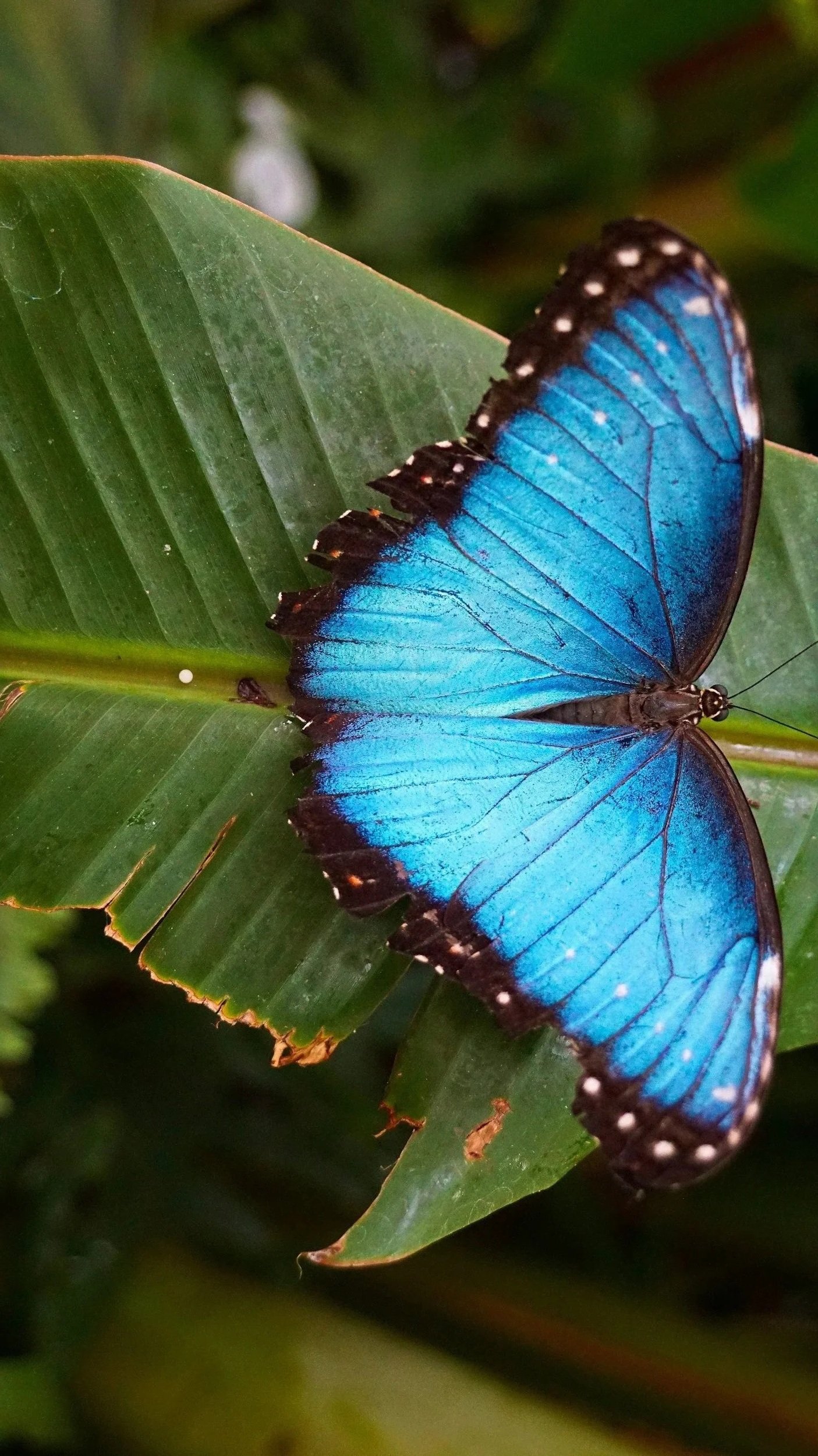 A vibrant blue butterfly resting on a green leaf in a lush environment.