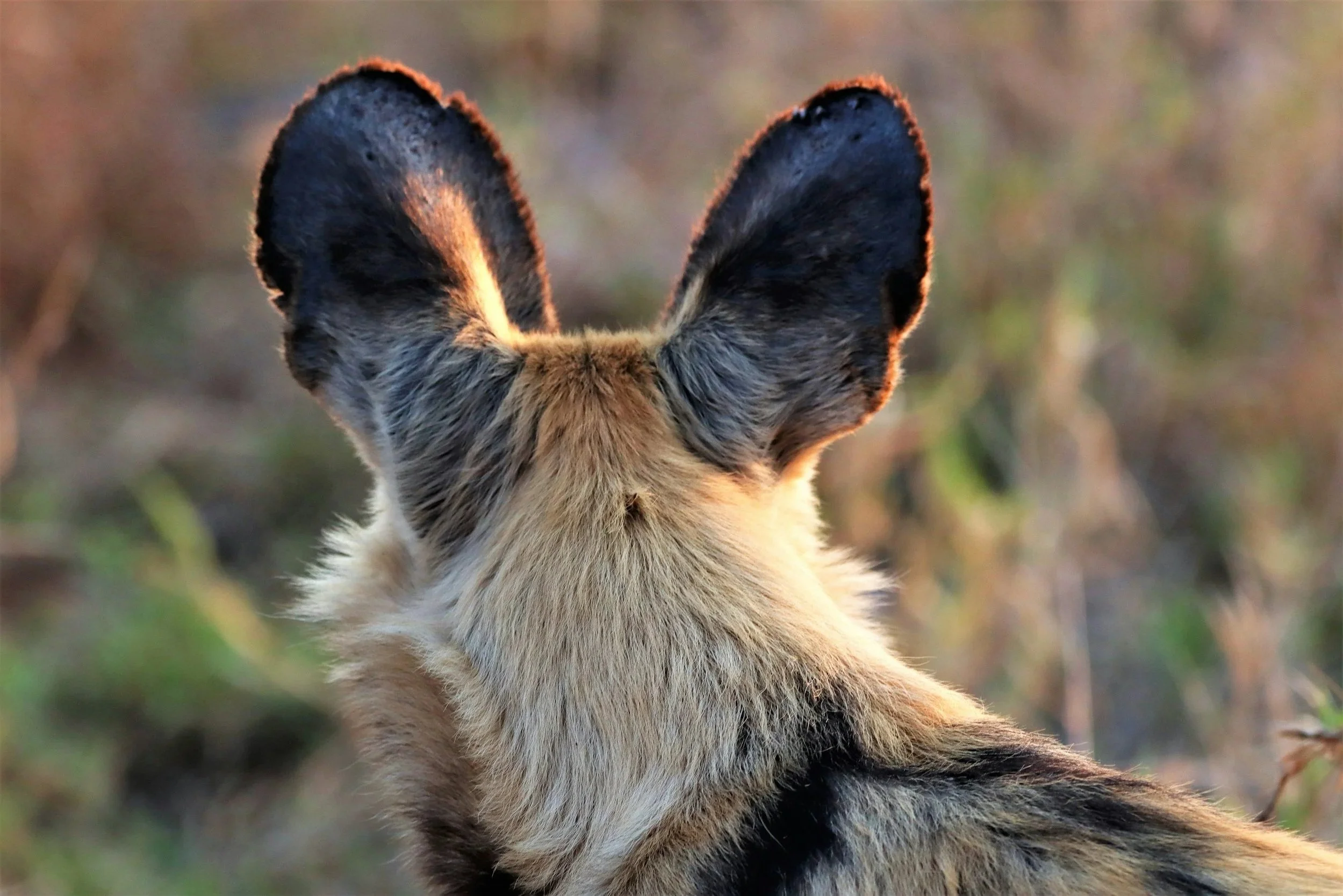 A close-up of a cheetah's back and ears, with a blurred natural background.