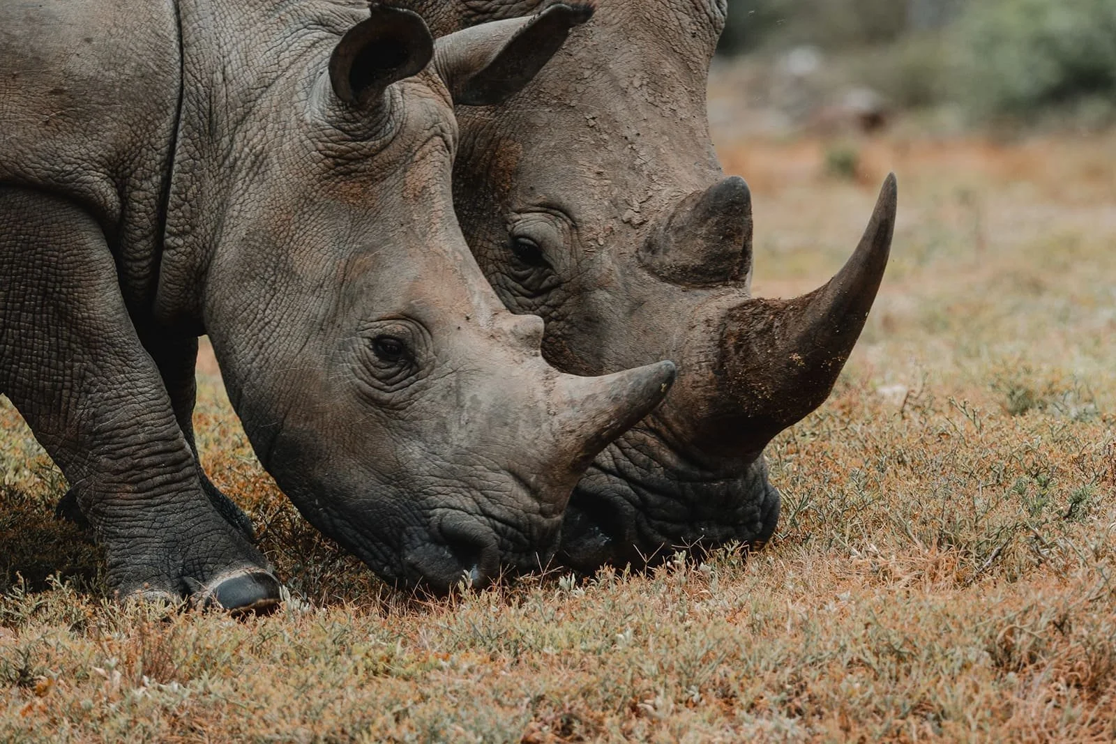 Two rhinoceroses, one adult and one juvenile, standing on dry grassland.