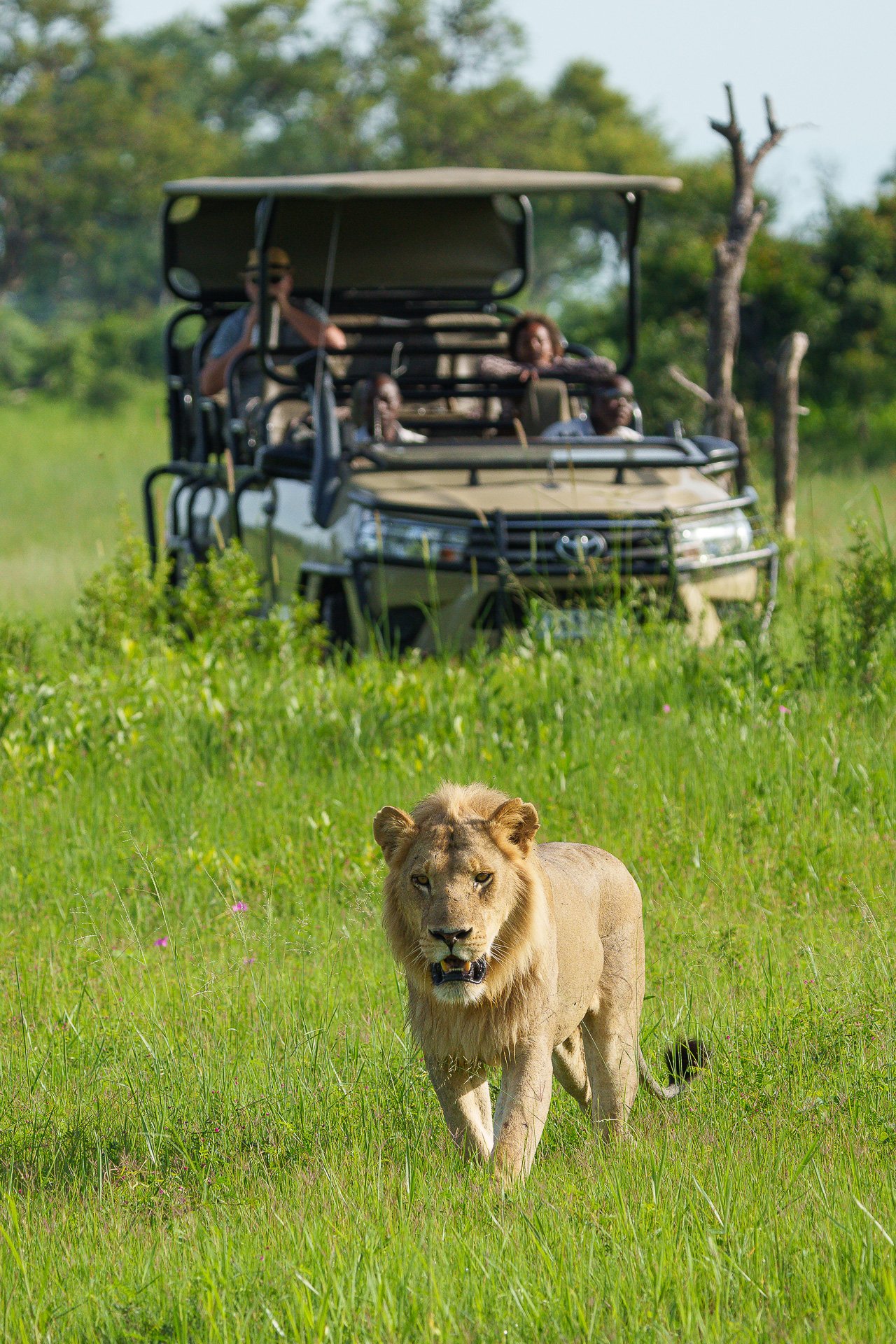 A lion walking through tall grass with a safari vehicle and a group of people observing in the background.