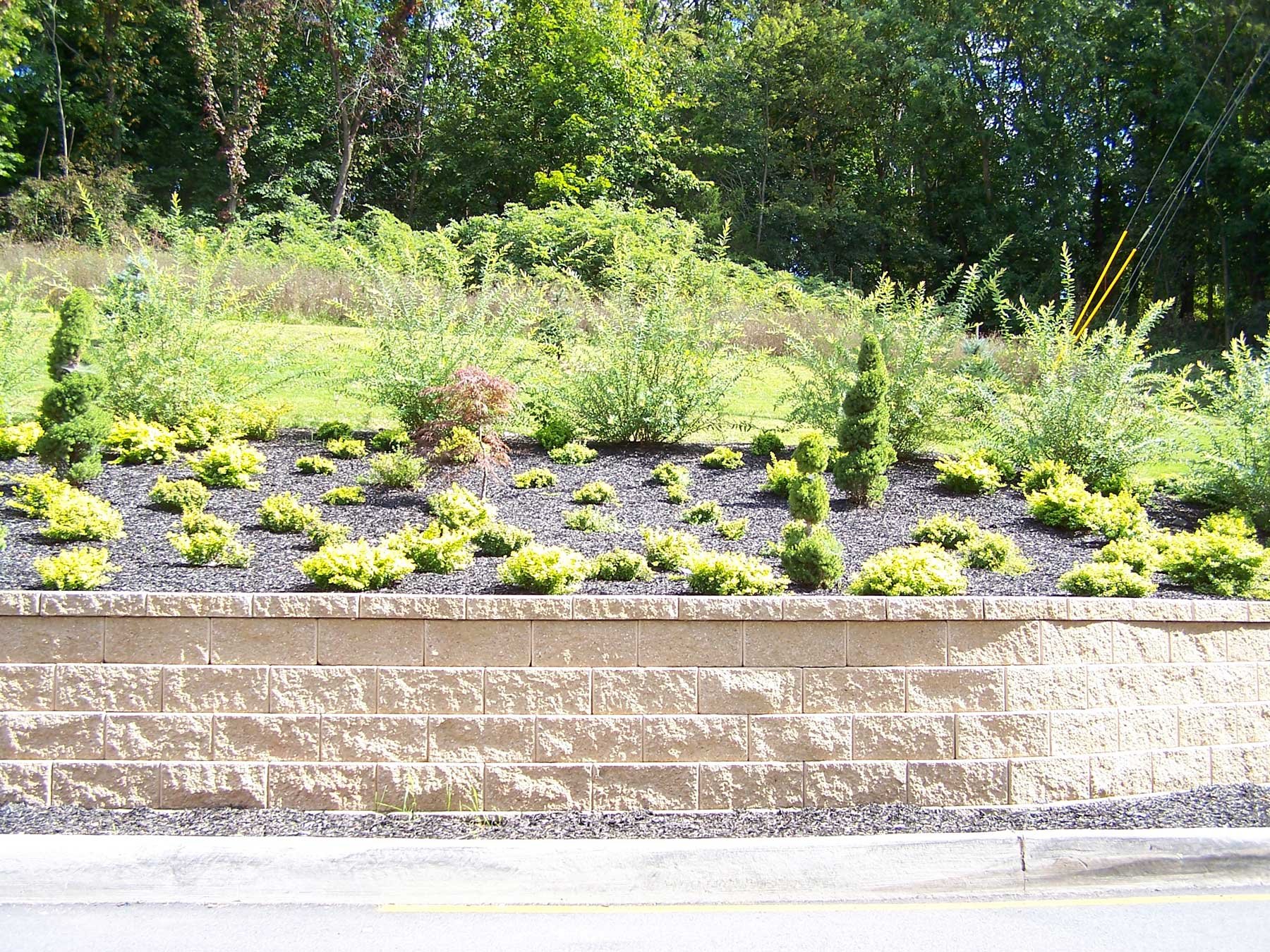 A landscaped area with small evergreen bushes in front, black mulch ground cover, and mature trees in the background, bordered by a brick wall and sidewalk.