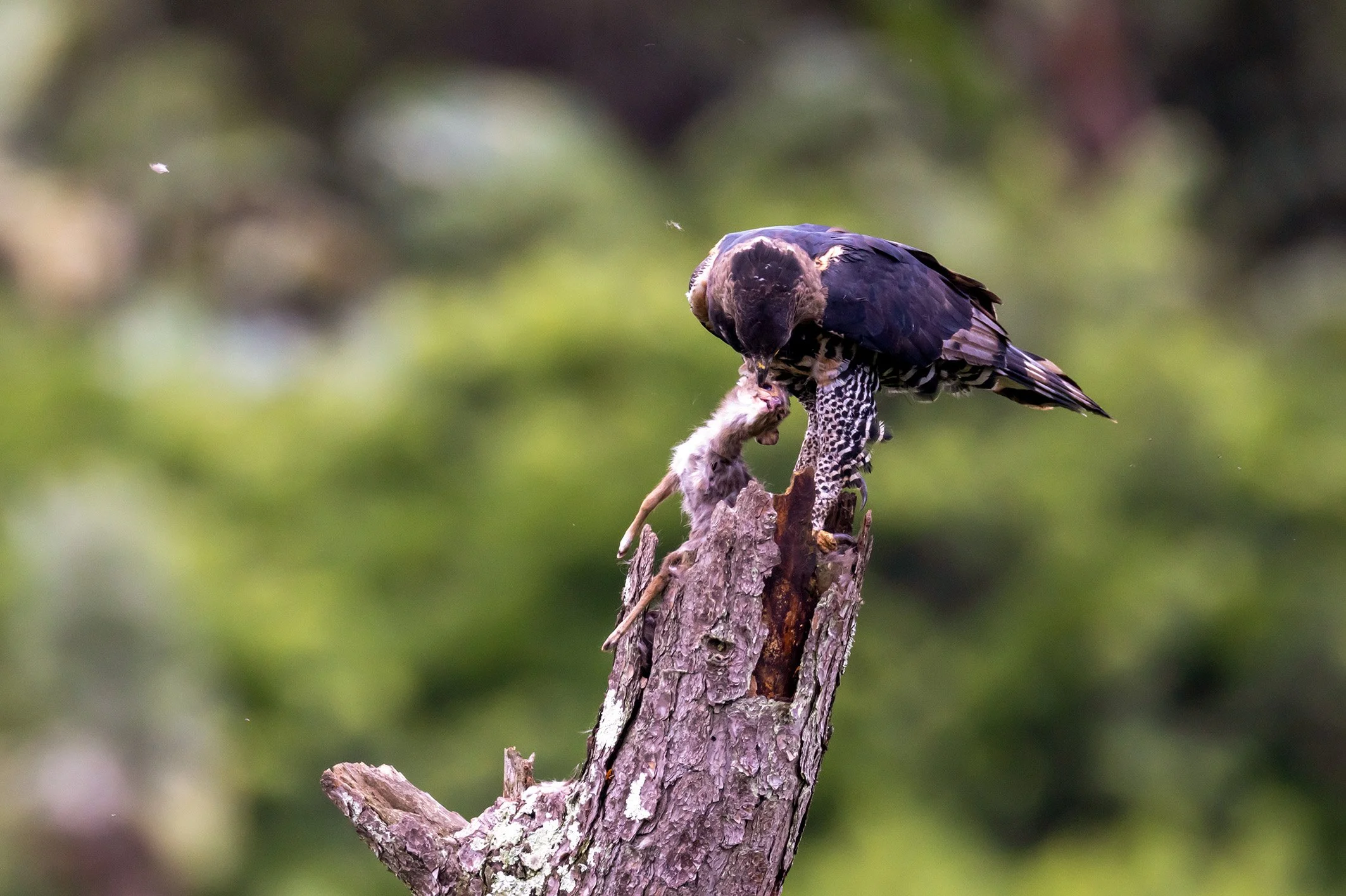 _P2A4740_1WEB.jpg