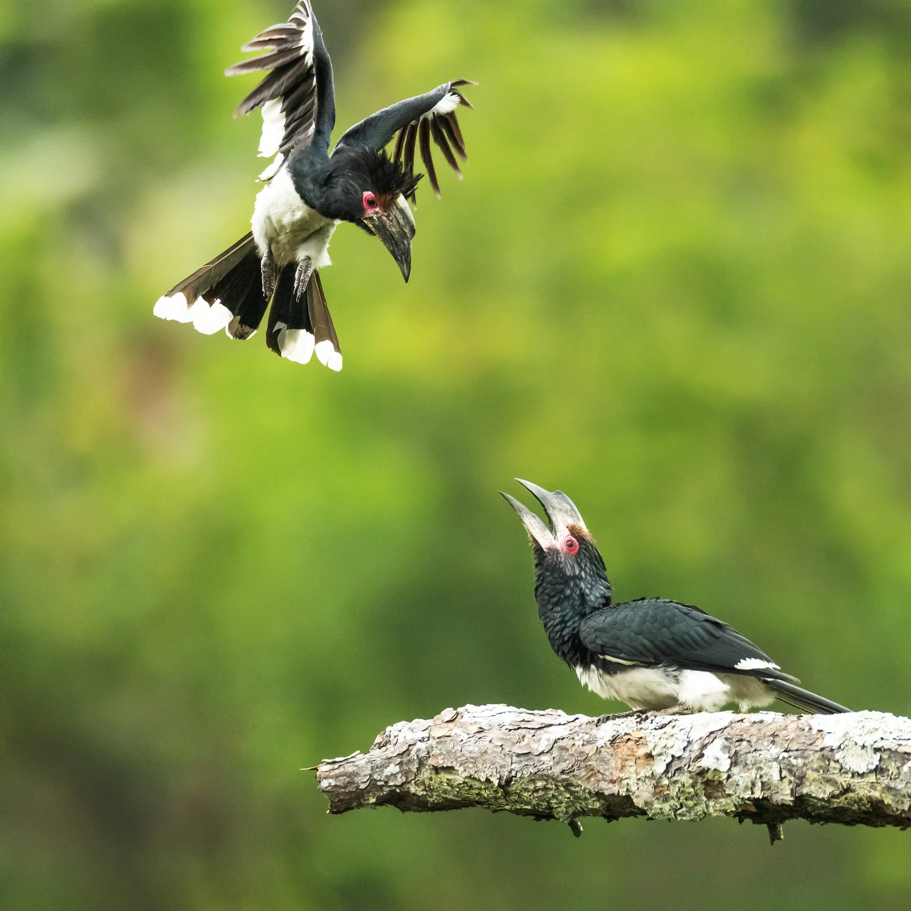3P2A0097HornbillAnflugWEB1.jpg