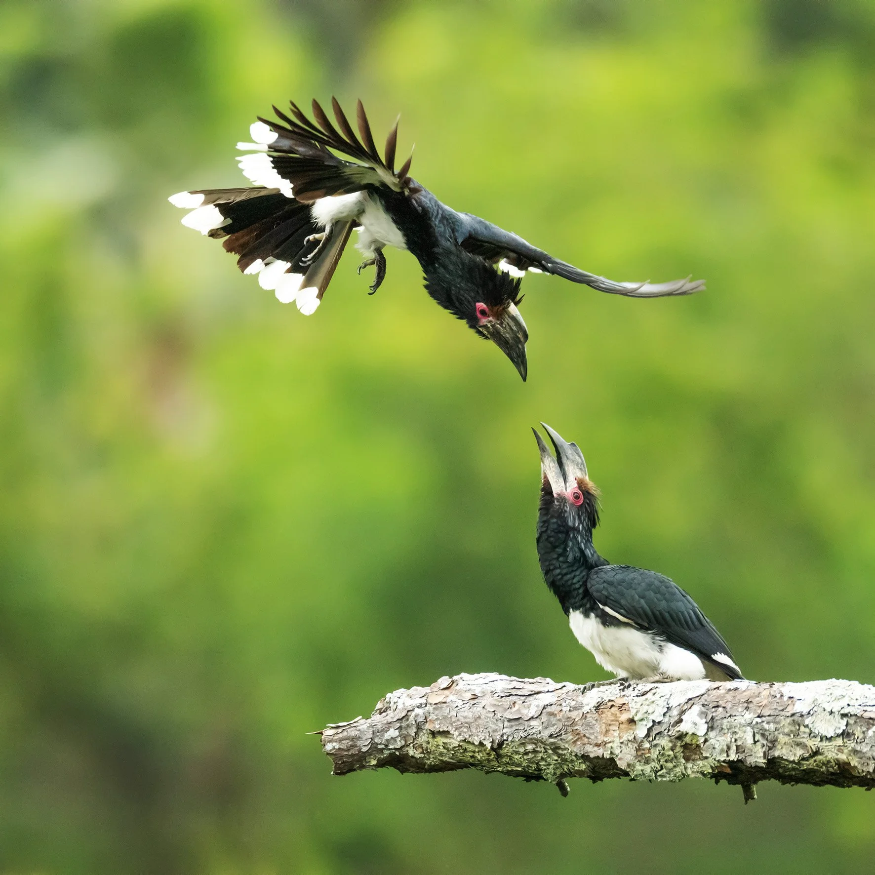 3P2A0100HornbillAnflugWEB1.jpg
