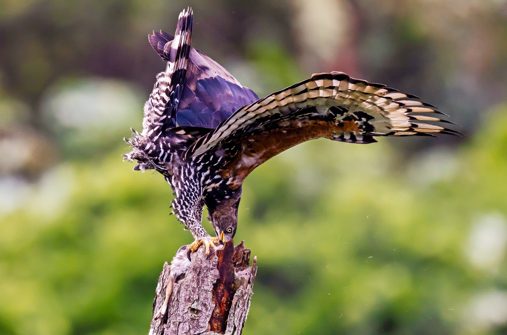 _P2A4794_1WEB.jpg