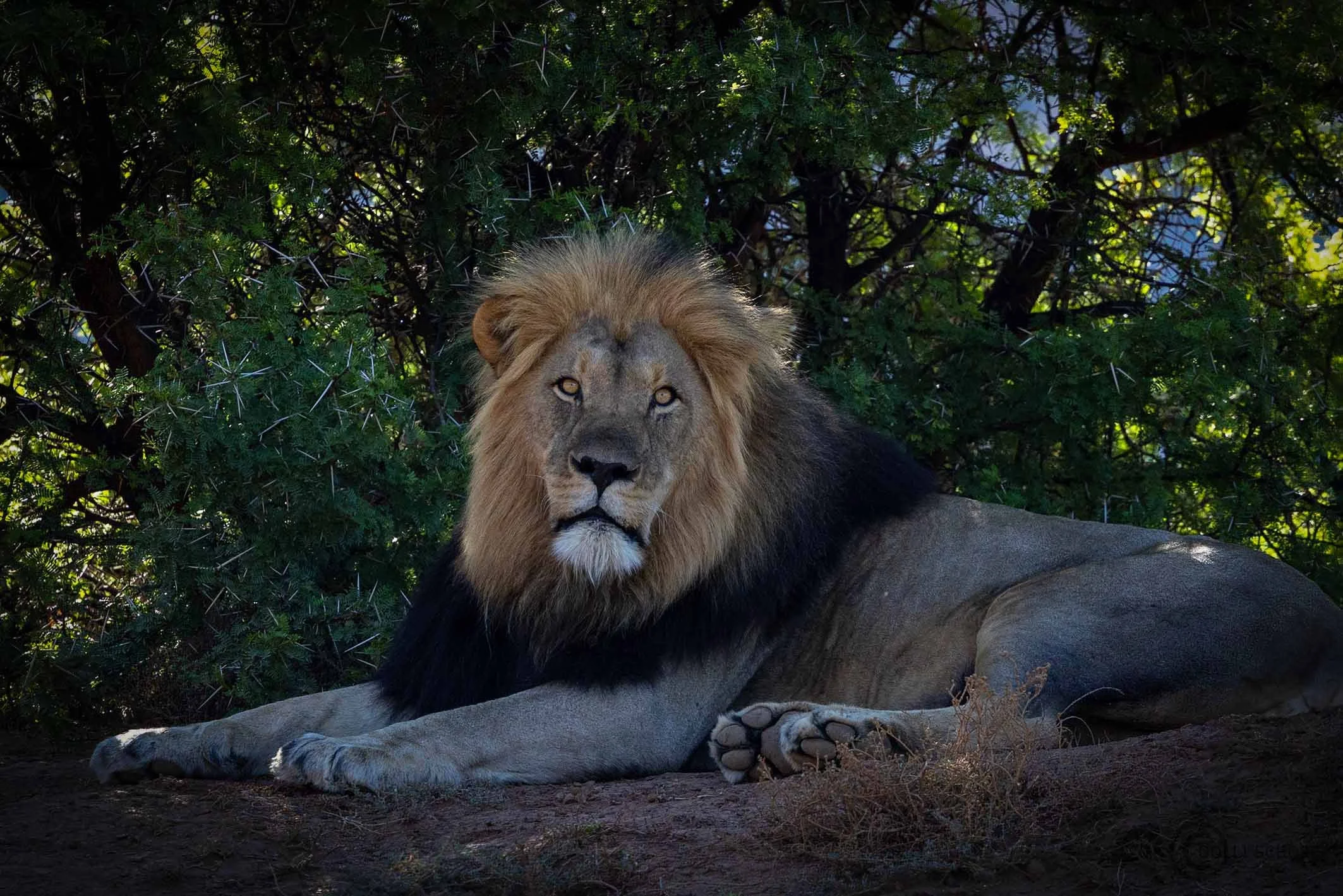 A21A1733 lionWEB.jpg