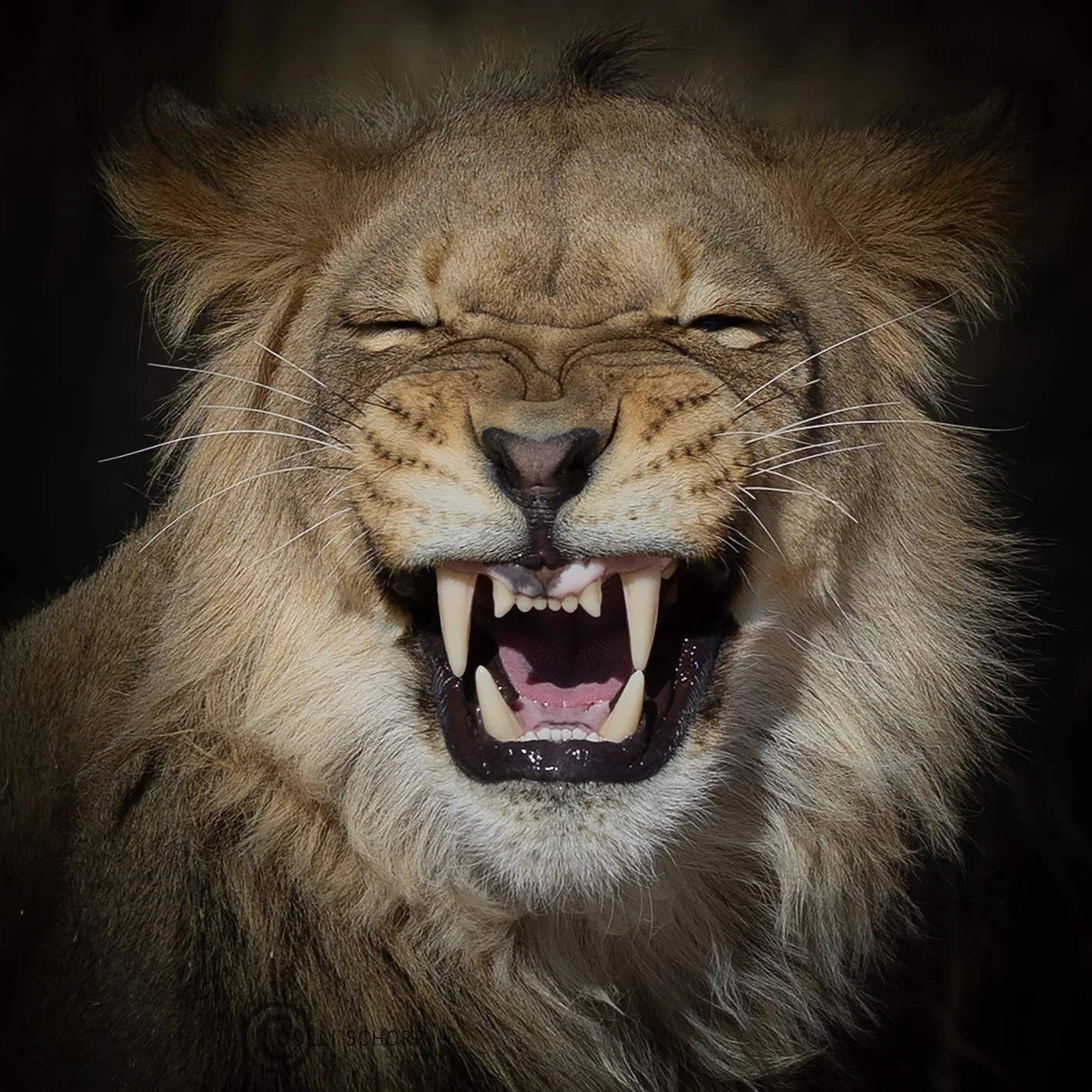 A21A9667 lion WEB.jpg