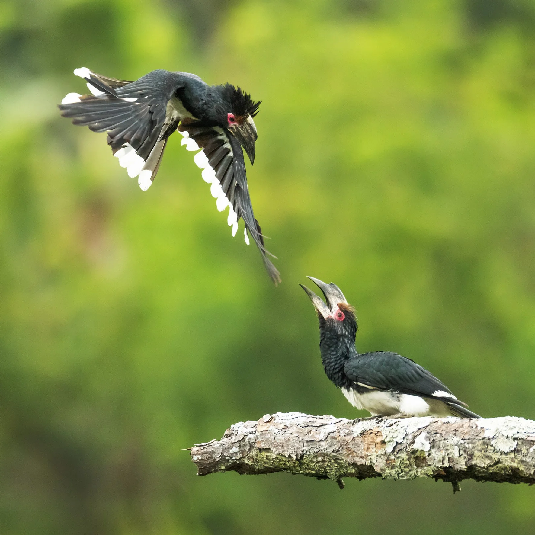 3P2A0098HornbillAnflugWEB1.jpg