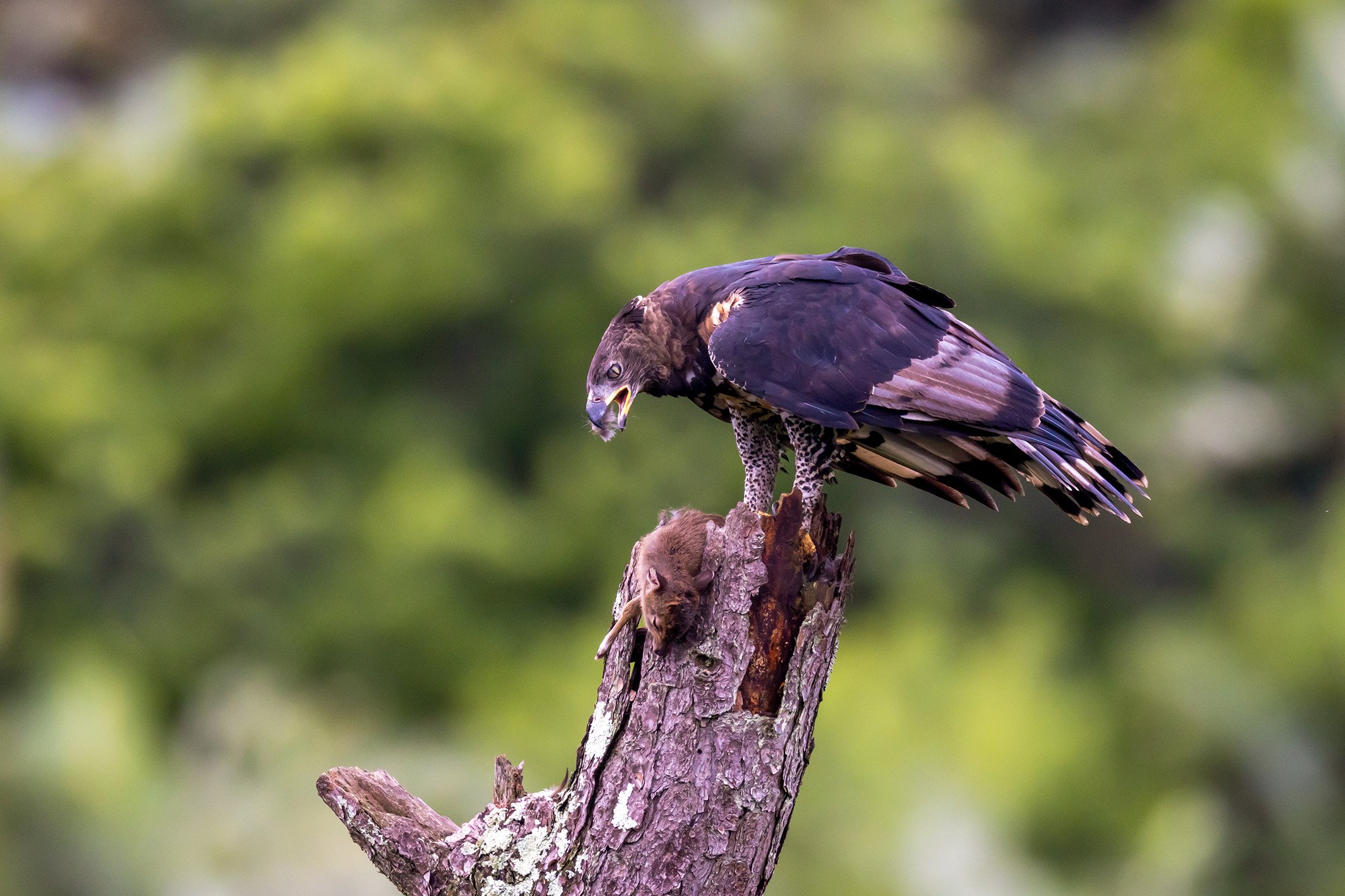 _P2A4642_1WEB.jpg
