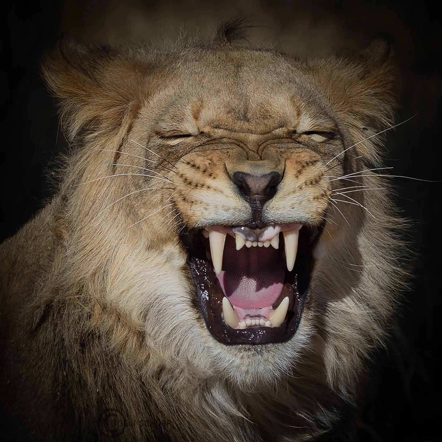 A21A9666 lion WEB.jpg