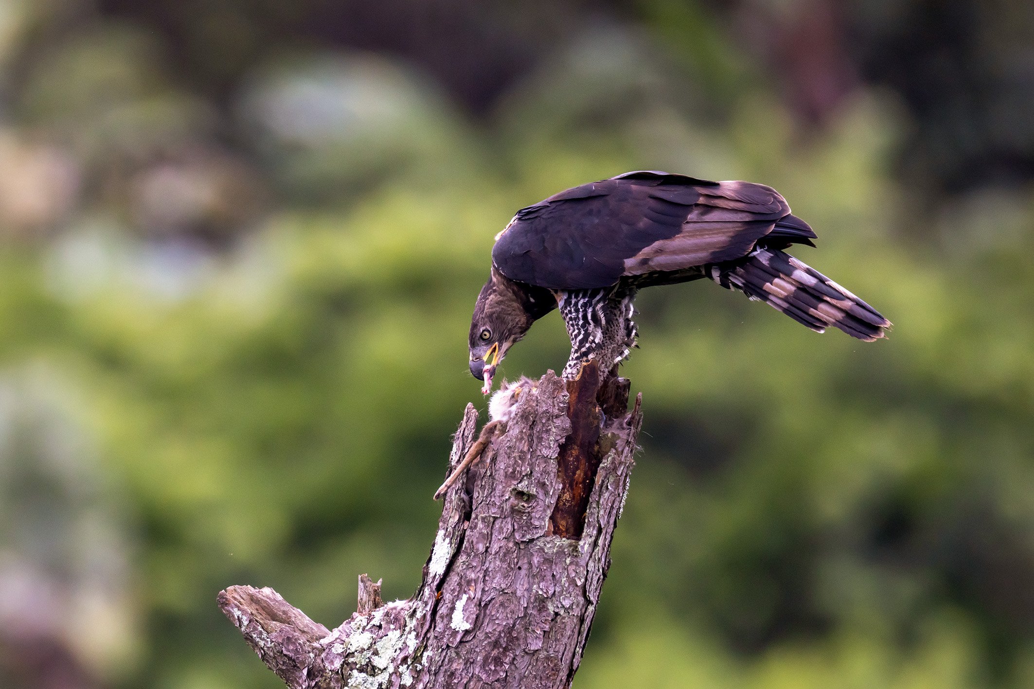 _P2A4700_1WEB.jpg