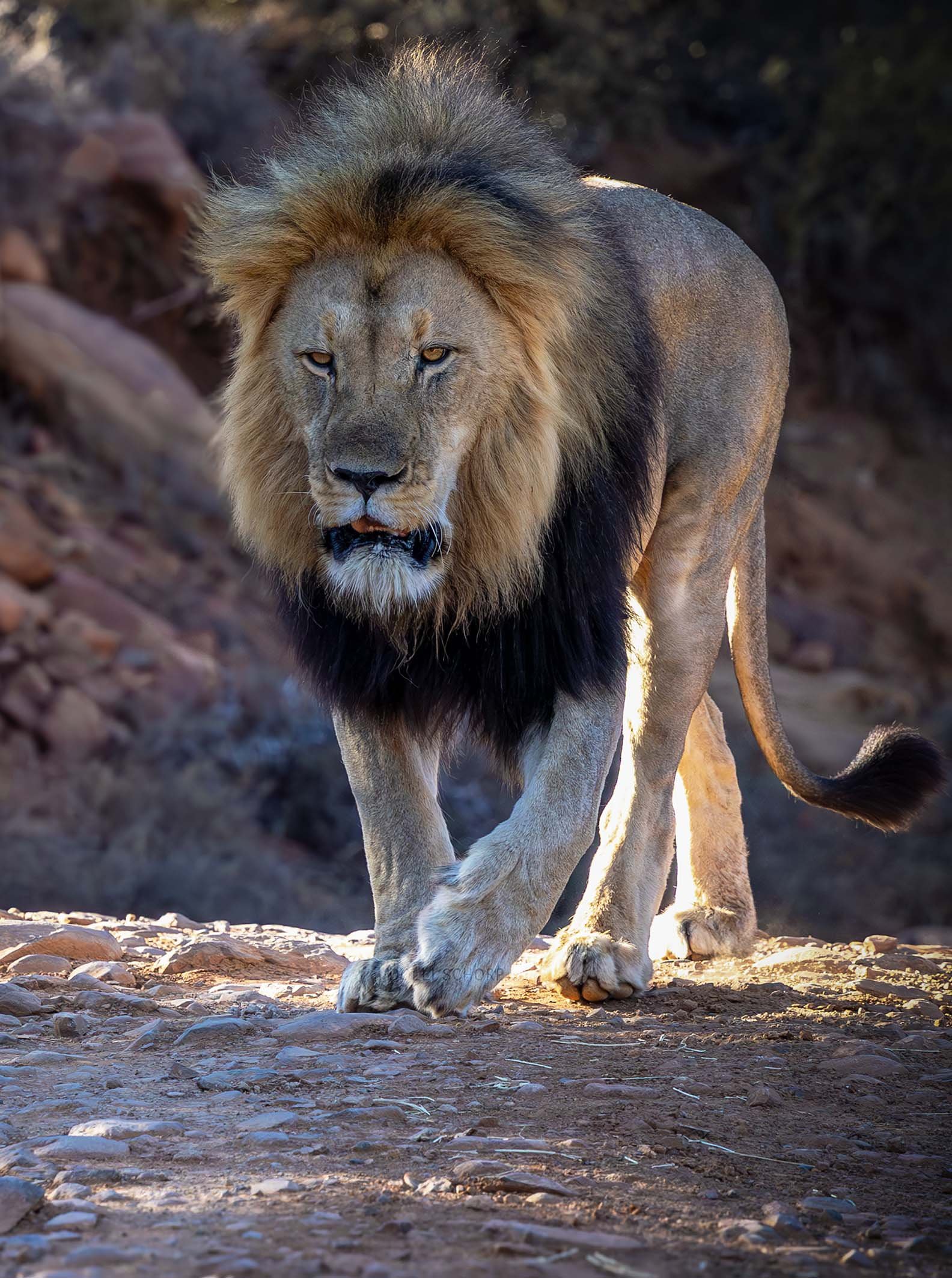 A21A1712 lionWEB.jpg