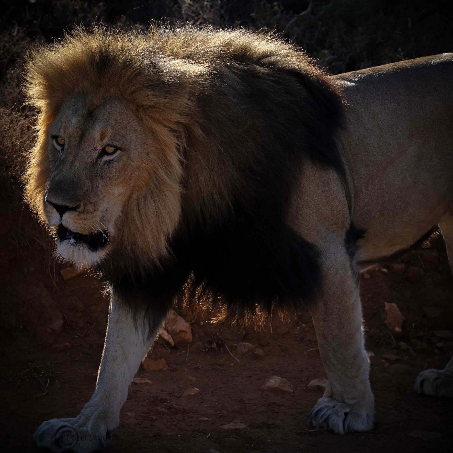 A21A1720 lionWEB.jpg
