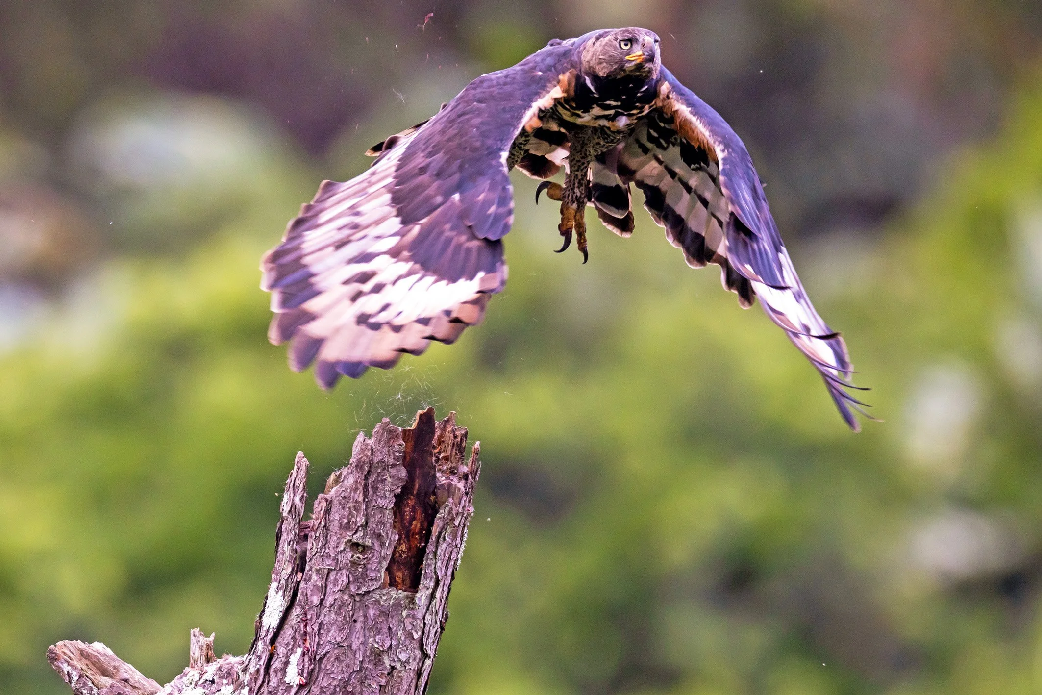 _P2A4969_1WEB.jpg