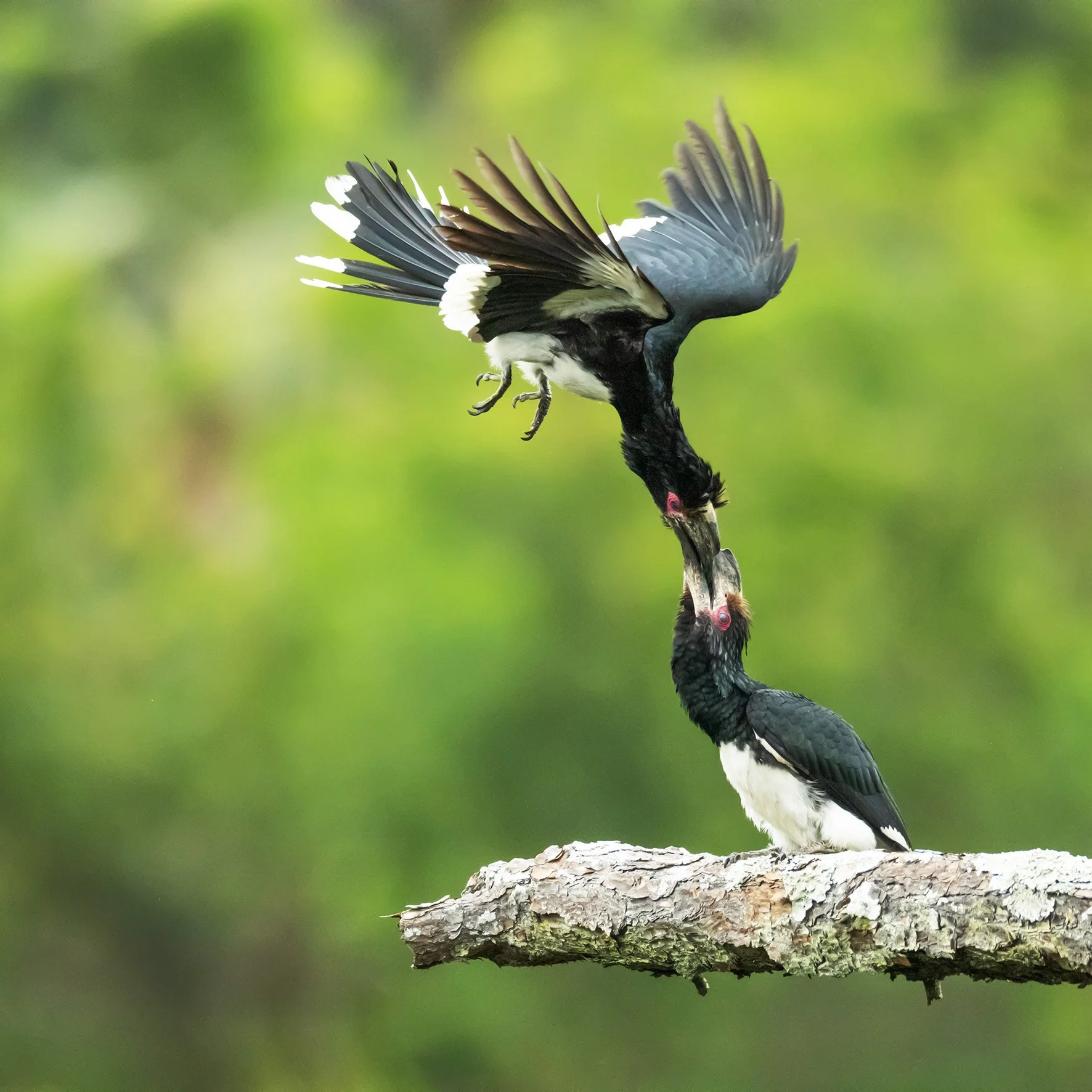 3P2A0101HornbillAnflugWEB1.jpg