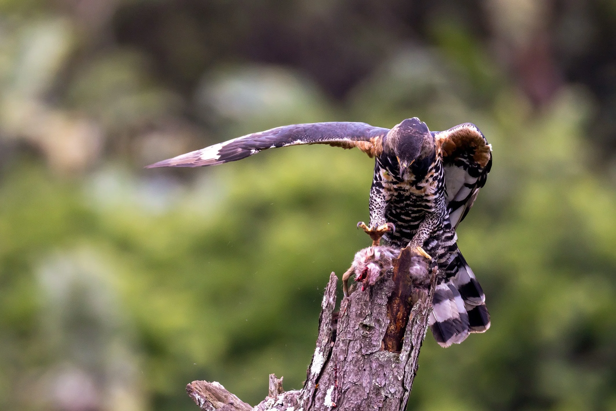 _P2A4954_1WEB.jpg