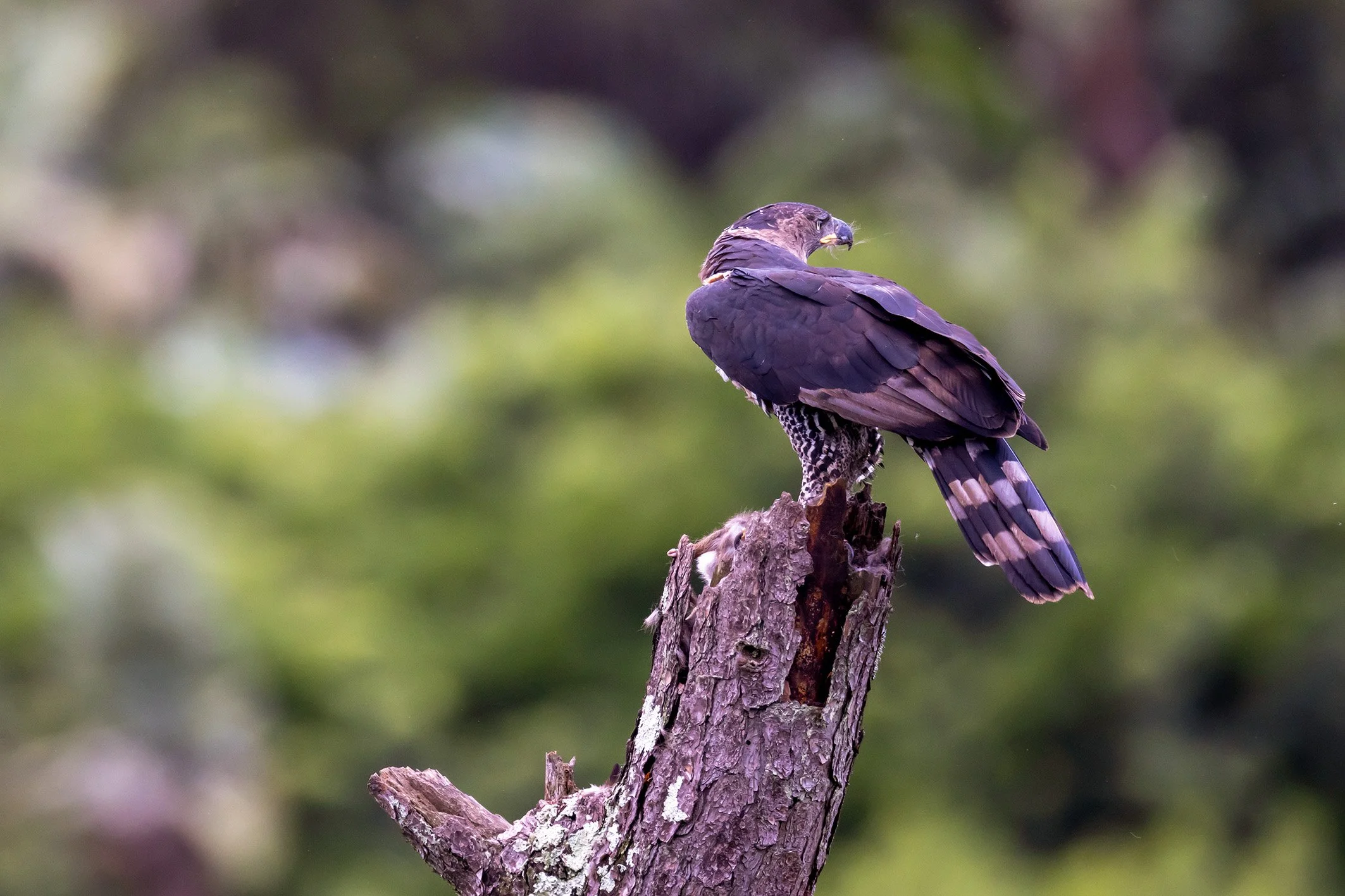 _P2A4682_1WEB.jpg