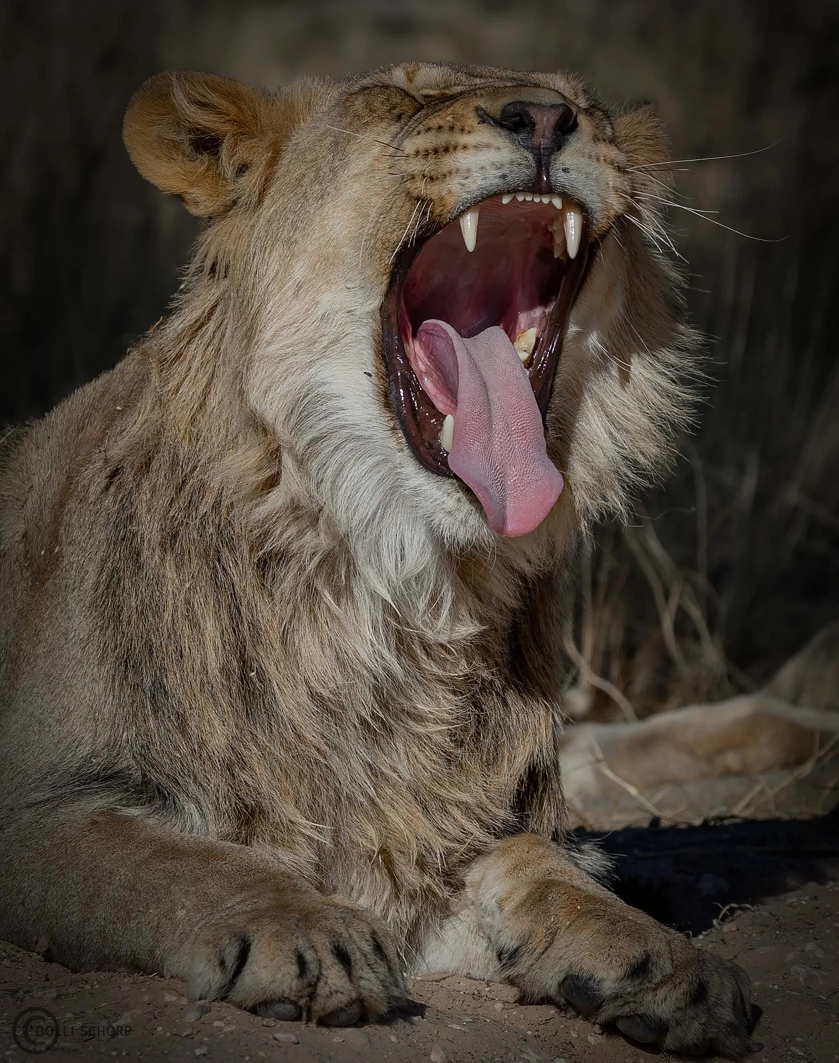 A21A9642 lion WEB.jpg