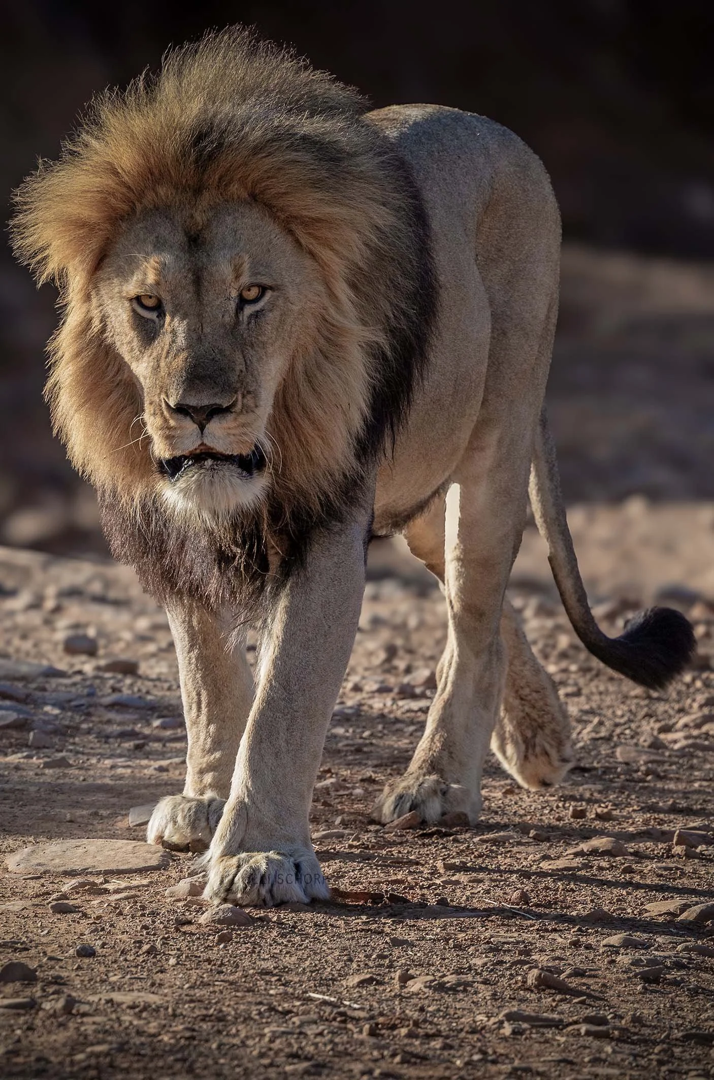 A21A1714 lionWEB.jpg