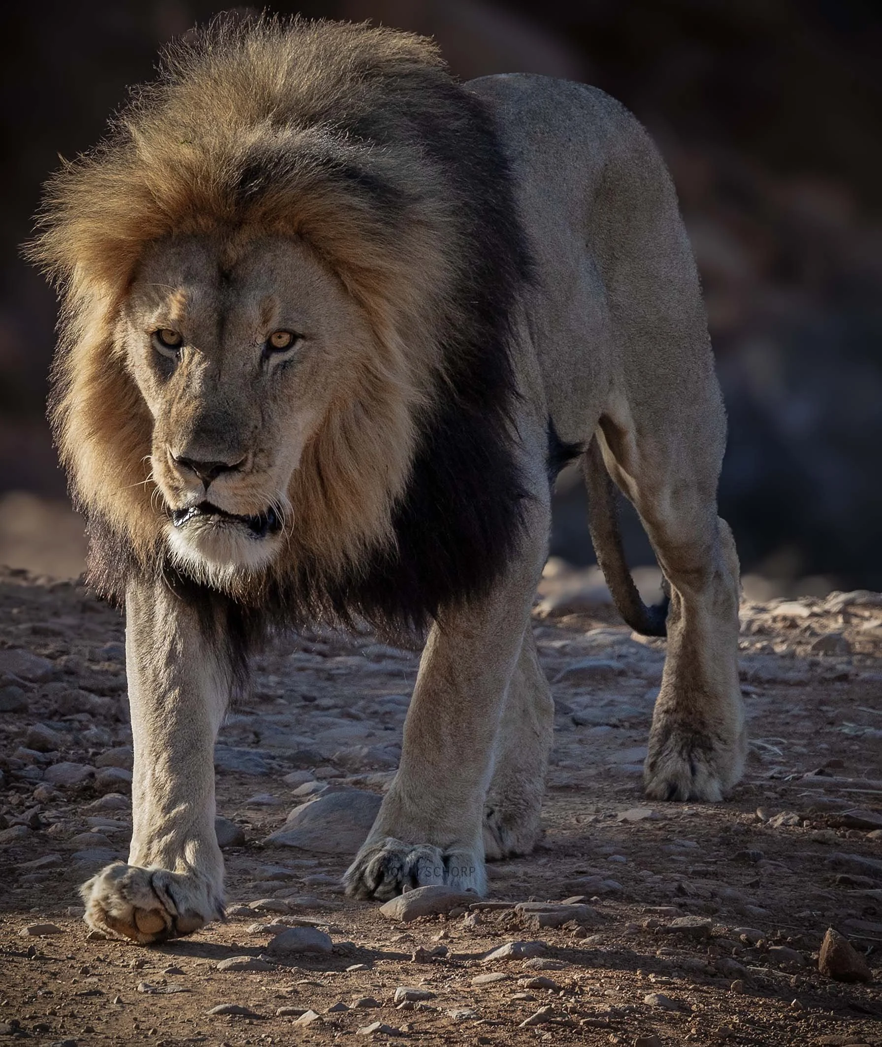 A21A1713 lionWEB.jpg