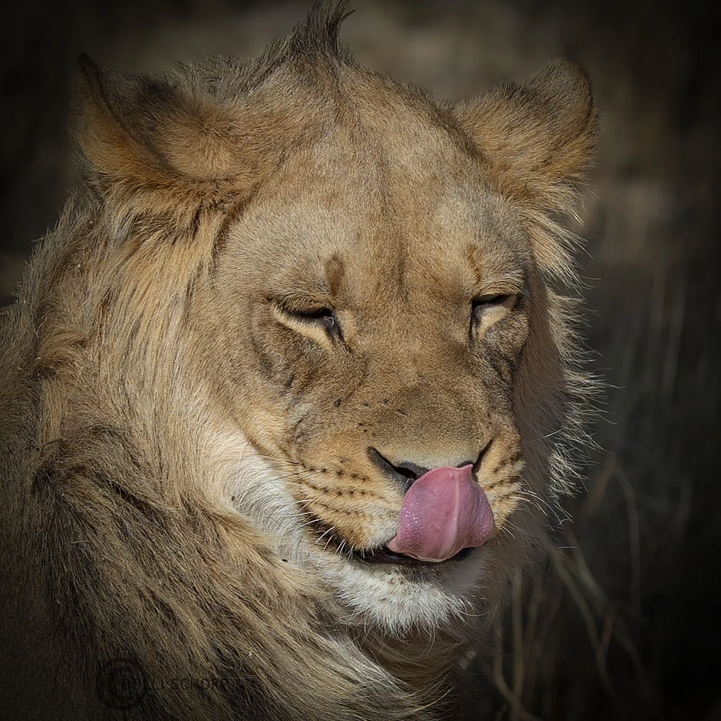 A21A9601 lion WEB.jpg