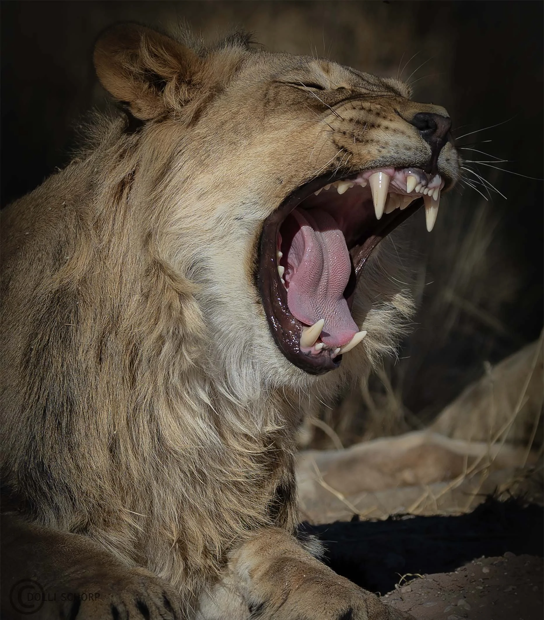 A21A9647 lion WEB.jpg