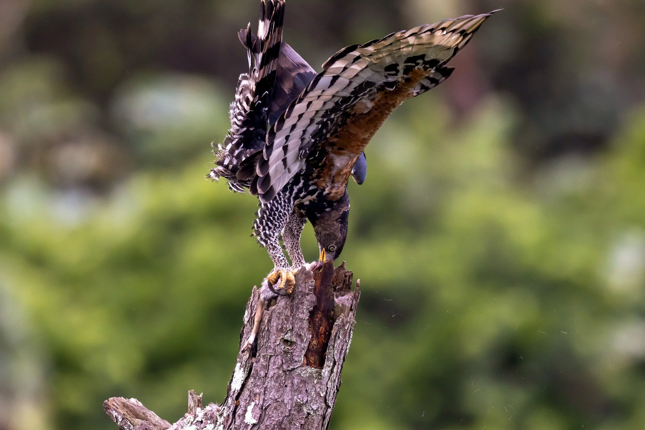 _P2A4789_1WEB.jpg