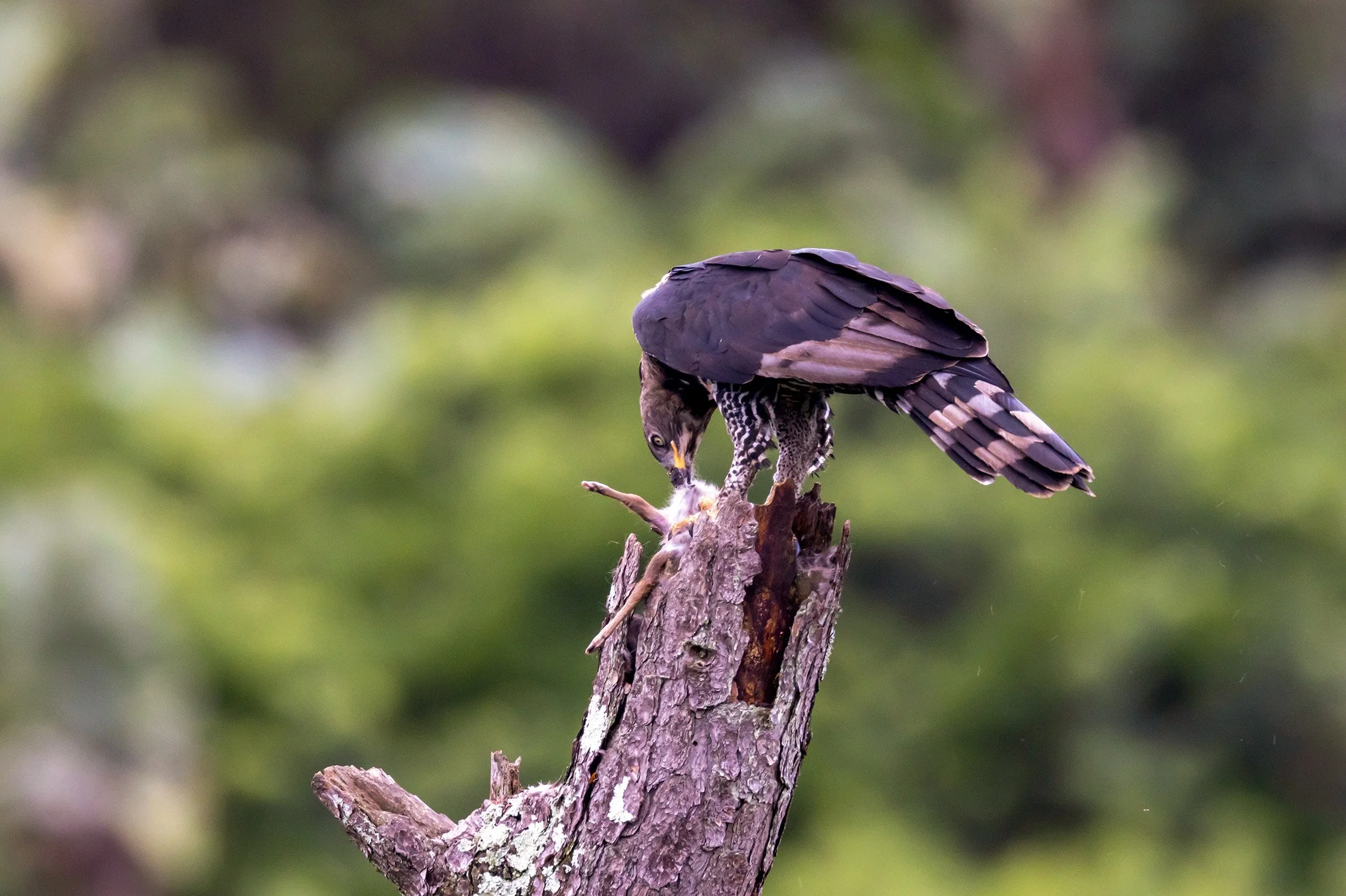 _P2A4709_1WEB.jpg