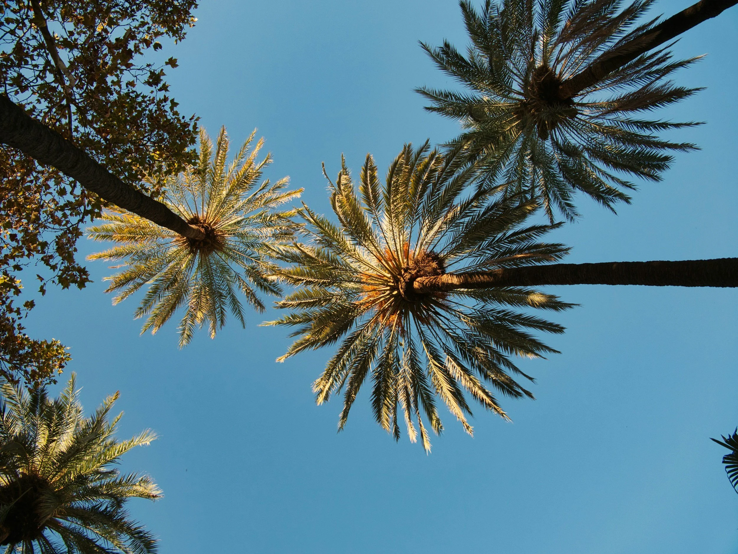 Looking up at tall palm trees and other trees against a clear blue sky.
