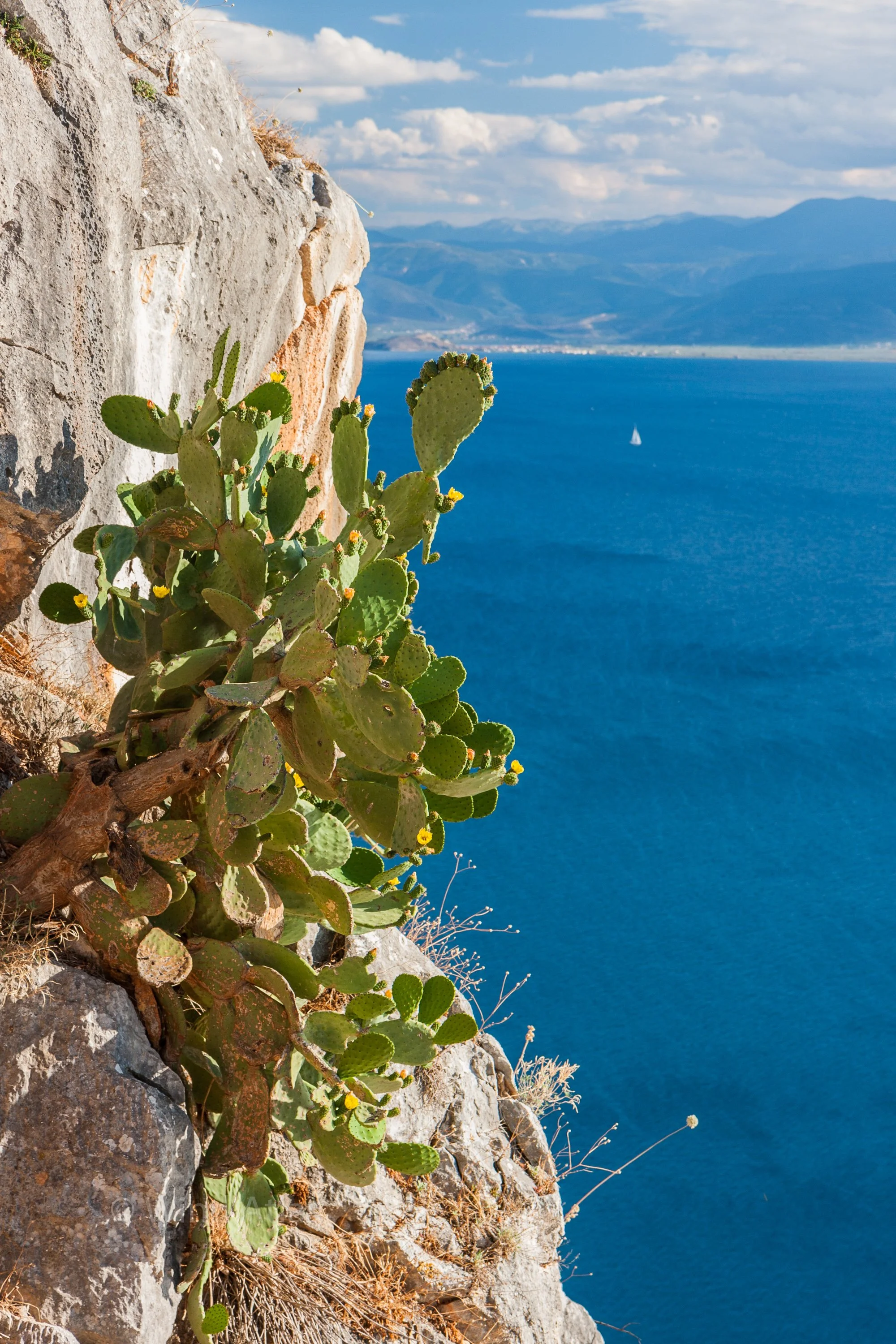 Opuntia over Argolic Gulf