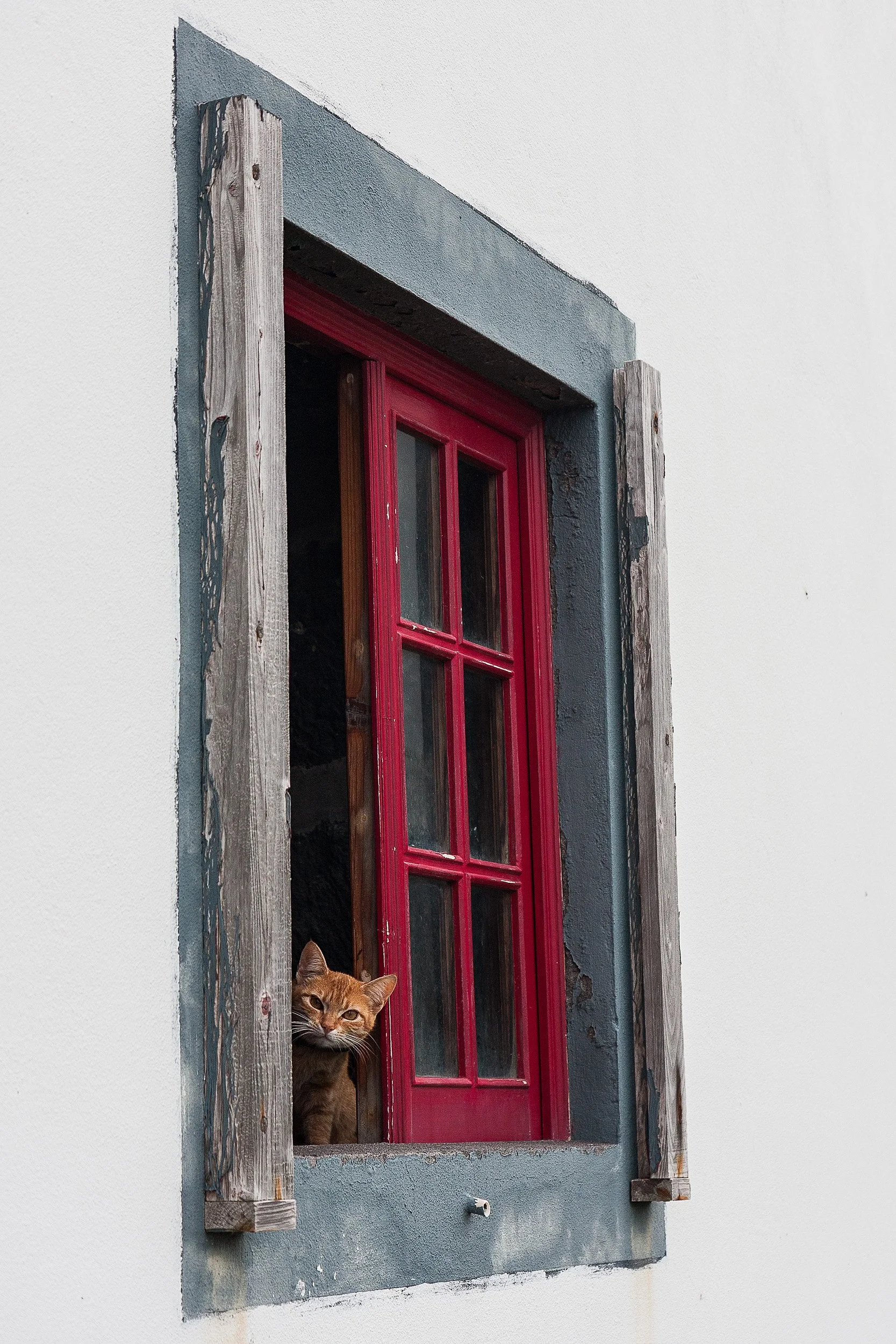 A cat with orange fur and white markings peeks out from behind a weathered wooden frame of a window with a red door, set in a light-colored wall with a blue painted border around the window.