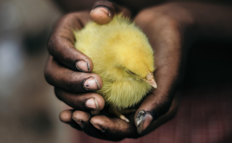 A pair of dark-skinned hands gently holding a small, fluffy yellow chick.