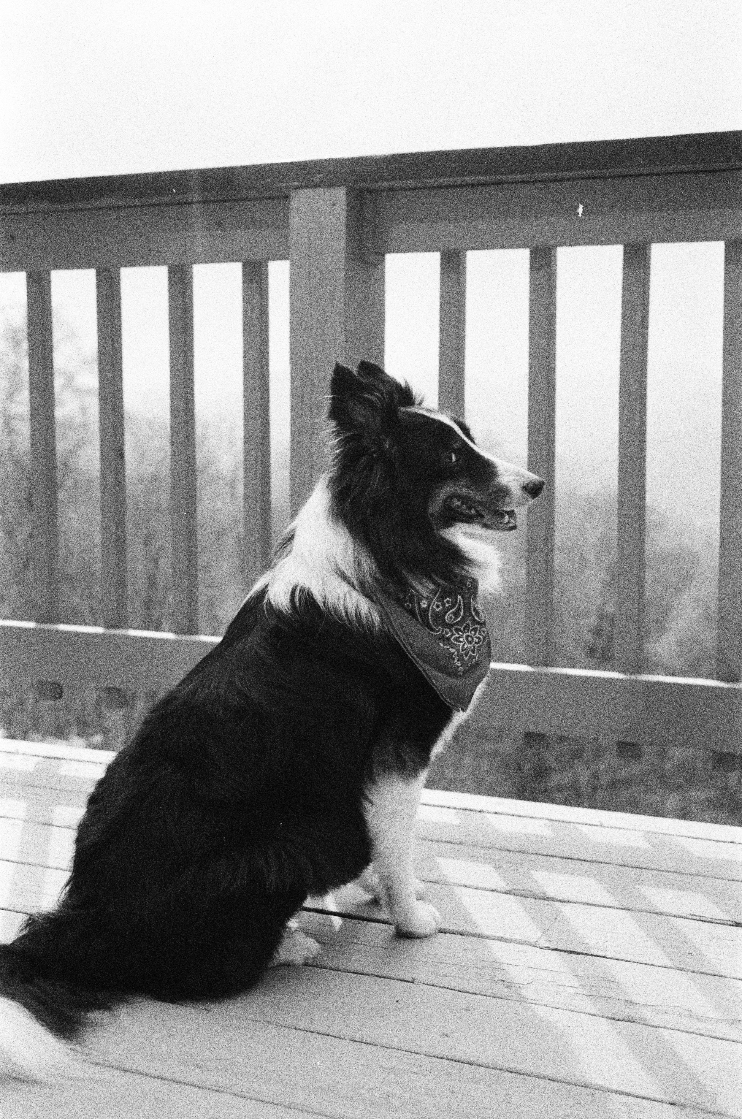 A black and white photo of a Border Collie sitting on a wooden porch, looking to the right. The dog is wearing a bandana around its neck and is in front of a porch railing with vertical wooden slats.
