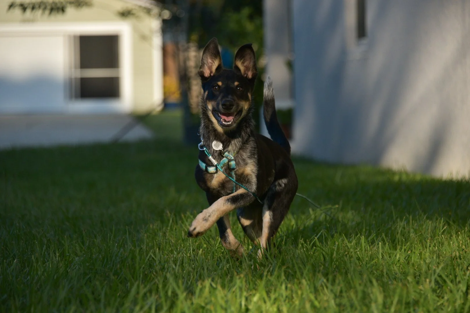 A happy, energetic dog running across a grassy yard, with a house and a white structure in the background.