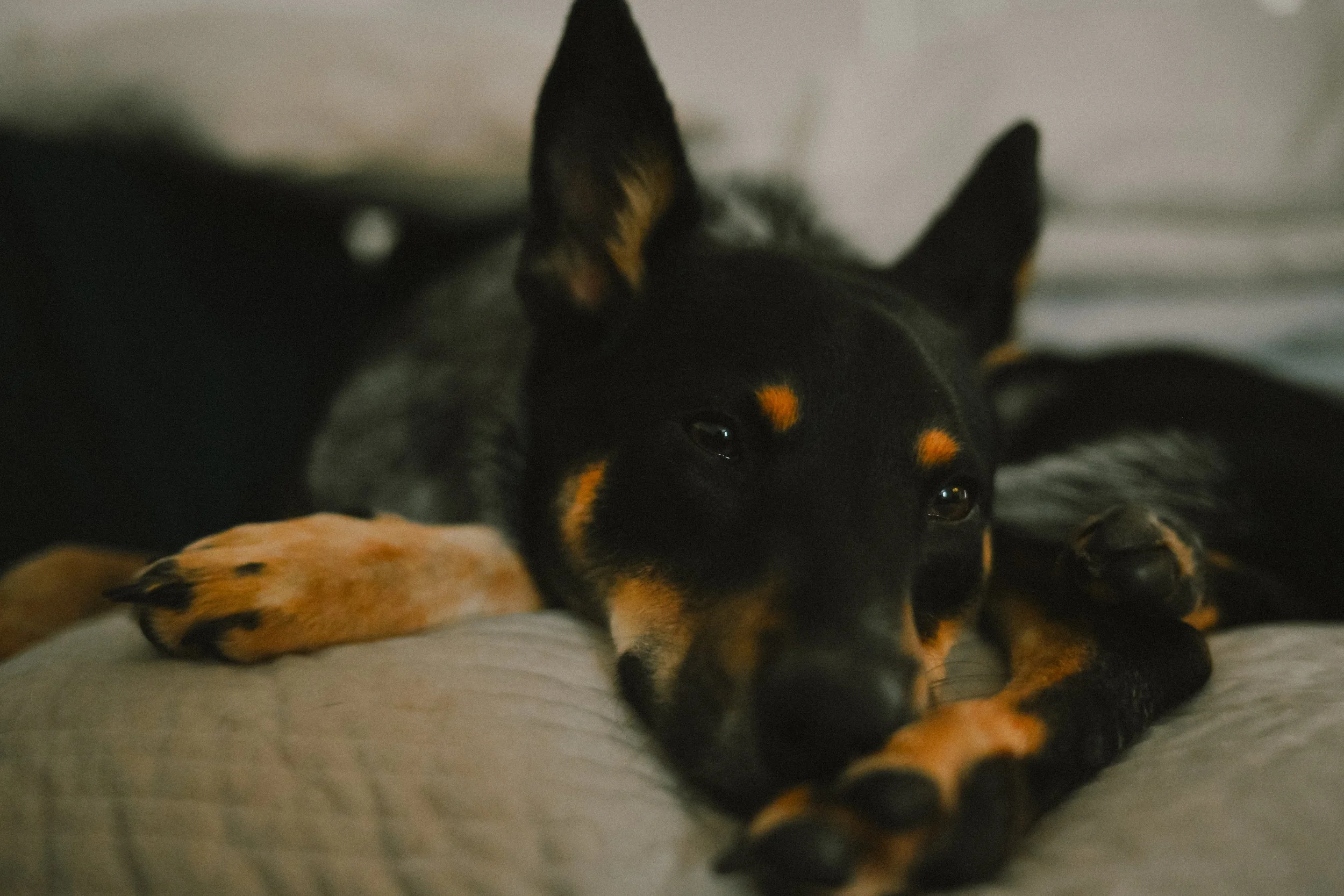 A black and tan dog laying on a bed with its head resting on a gray surface, looking at the camera. The dog has pointy ears and orange markings on its face and paws.