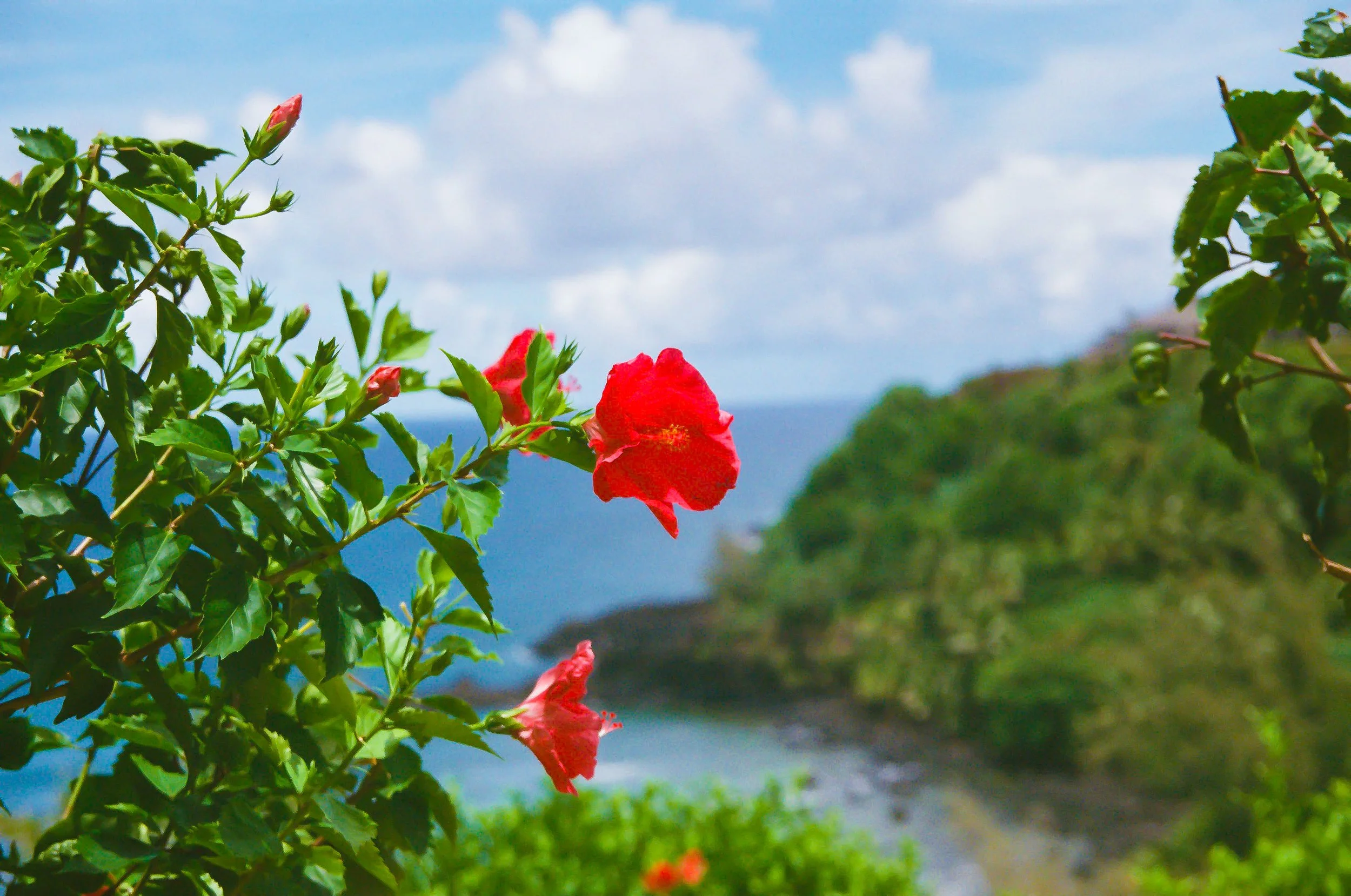 Close-up of green-leafed plant with pink flowers against a background of a partly cloudy sky and a distant hillside.