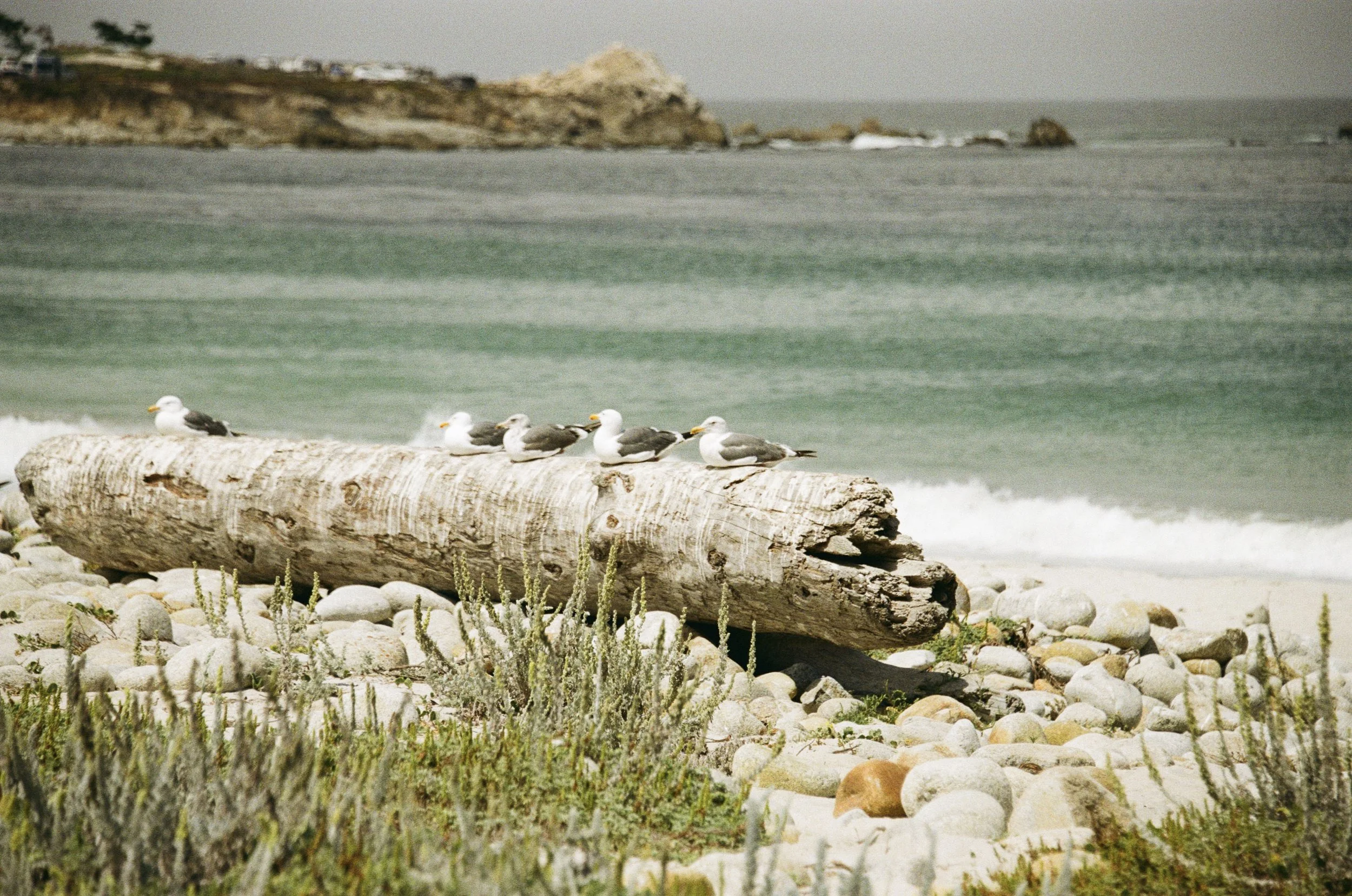 Seagulls resting on a large driftwood log on a rocky beach with ocean waves and cliffs in the background.