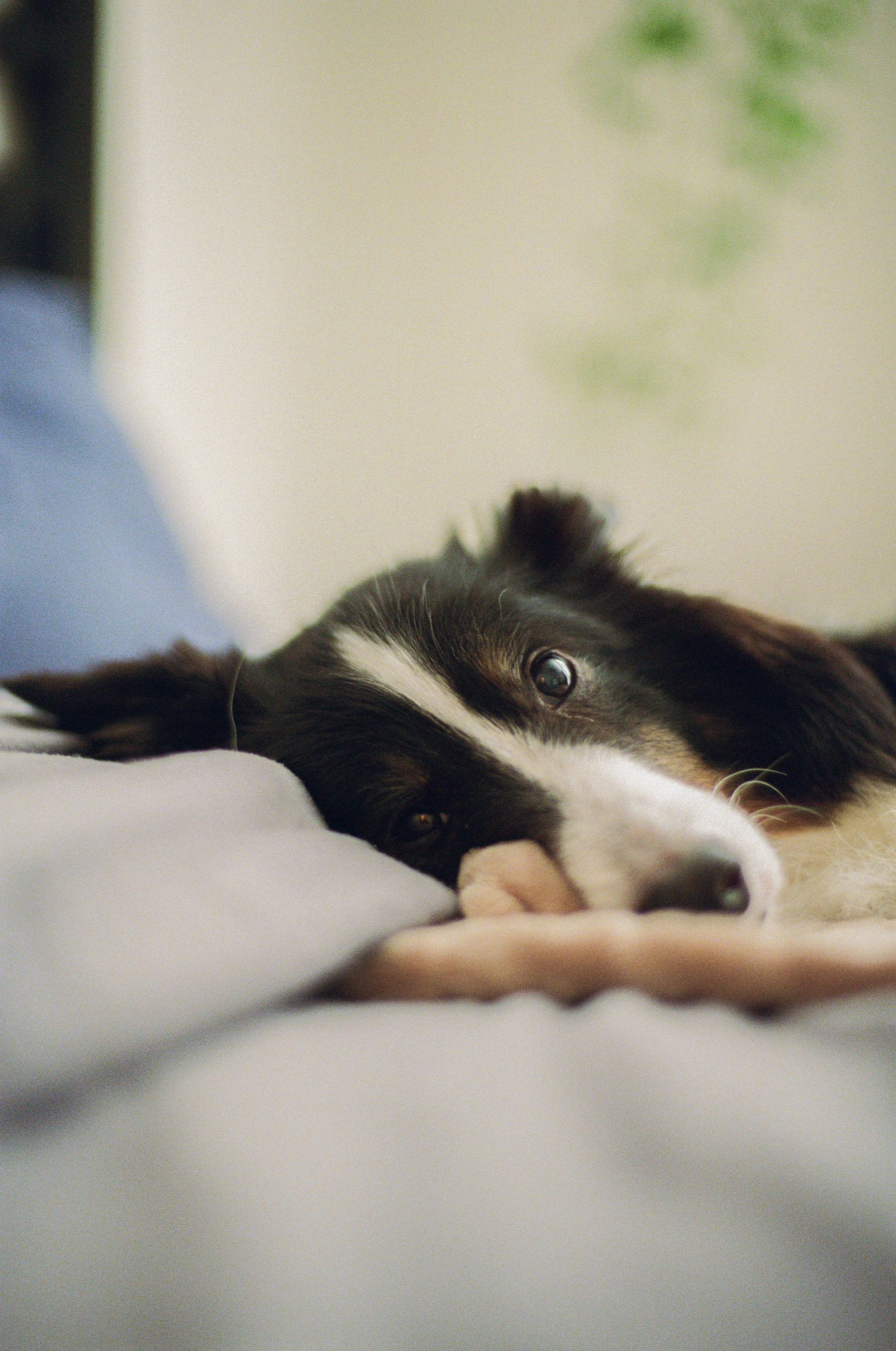A black and white dog lying on a bed, partially resting its head on a soft surface, with a green plant and blurred background in the room.