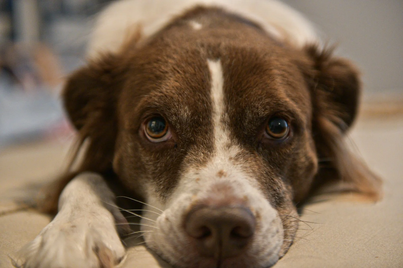 Close-up of a brown and white dog lying down and resting its head on the floor, looking directly at the camera.