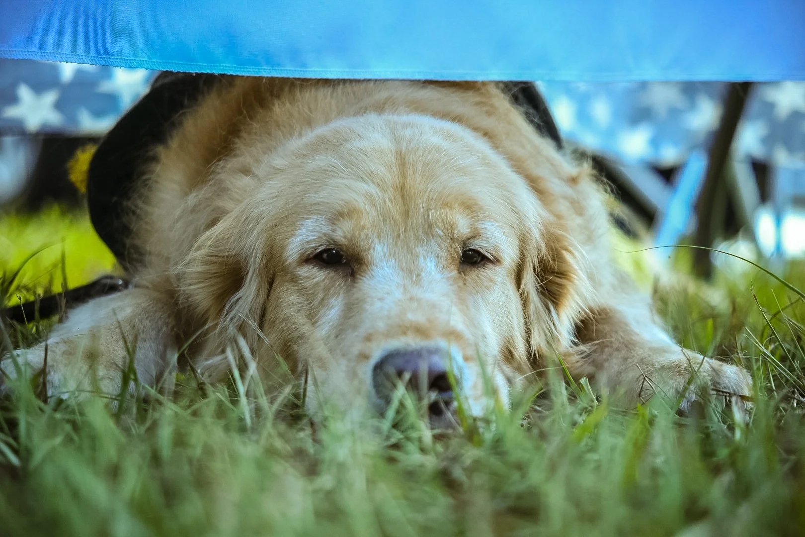 Golden retriever dog lying on grass under a table or tent, looking relaxed and resting its head on the ground.