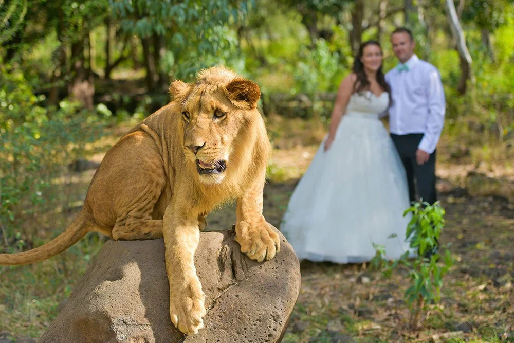 mauritius-beach-wedding-photographer-bride-groom-lion-casela.jpeg