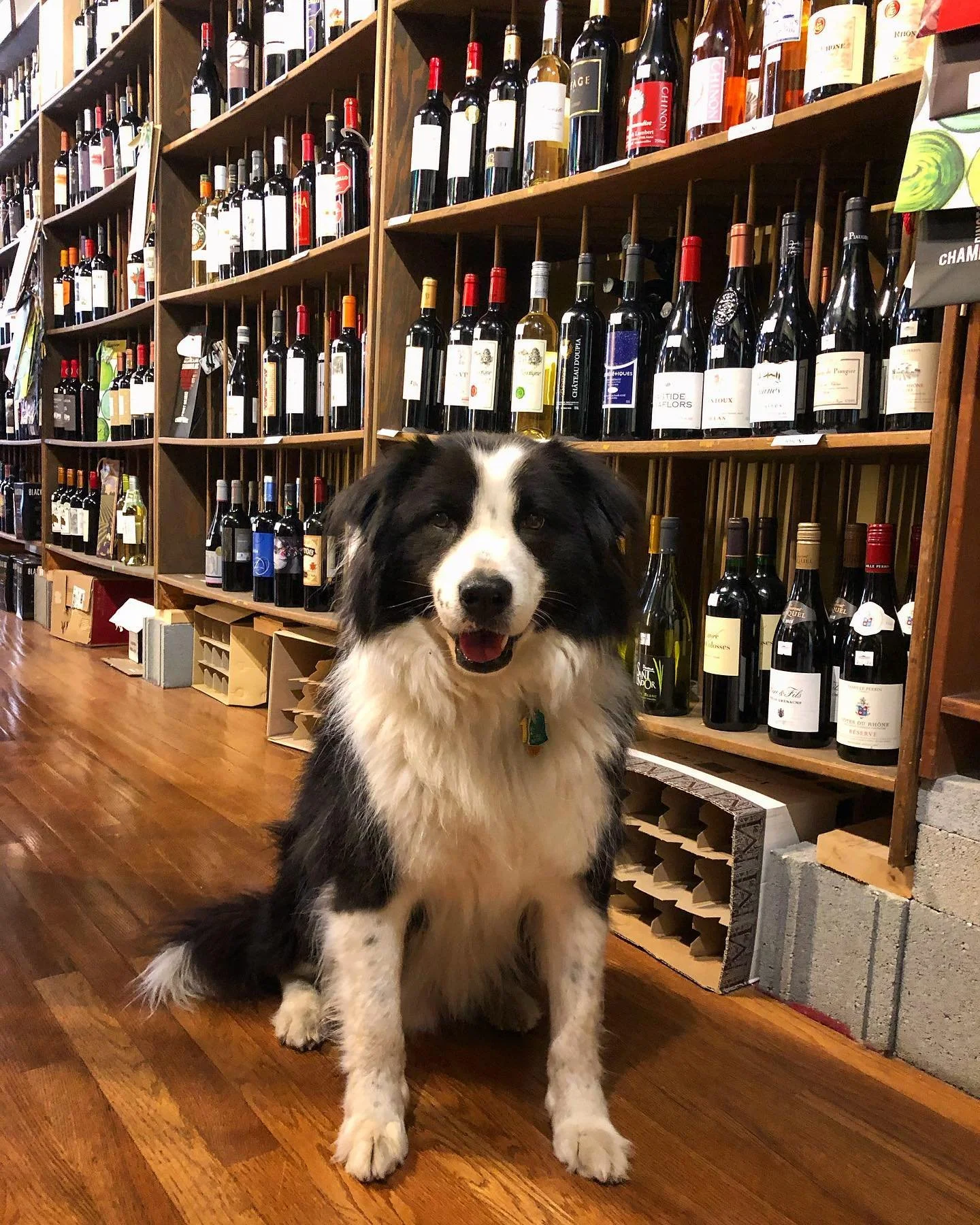 Shop dogs are the best dogs 🐾
Meet Cooper! He&rsquo;ll be hanging around the shop from time to time, come on in and say hi! He&rsquo;d be happy to help you pick the perfect wine! 🍷 #wineshopdog #bordercolliemix