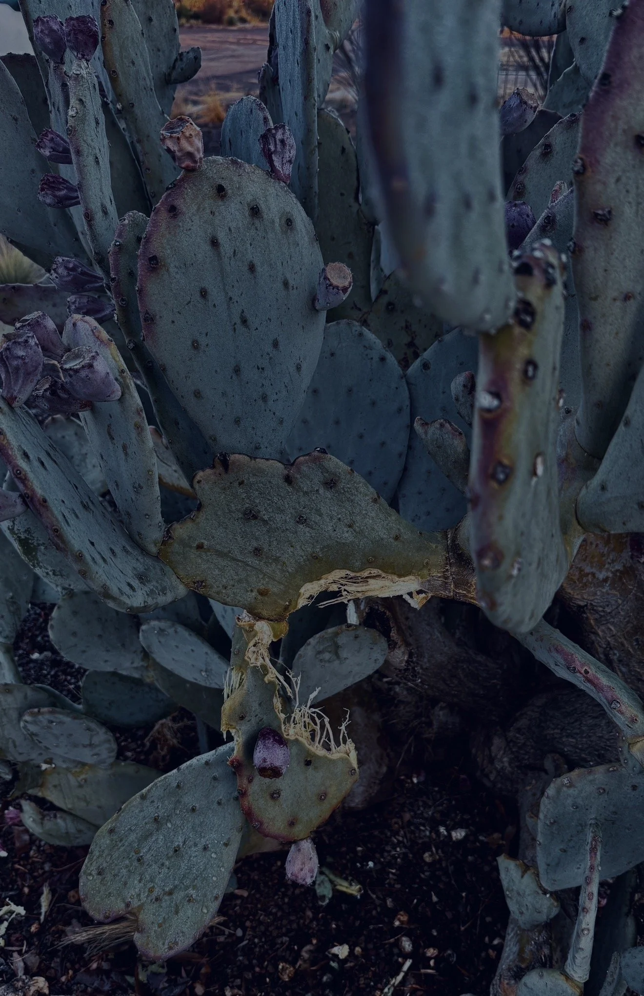 The Prickly Pear Margarita Is Doing Something to People in Marfa. 