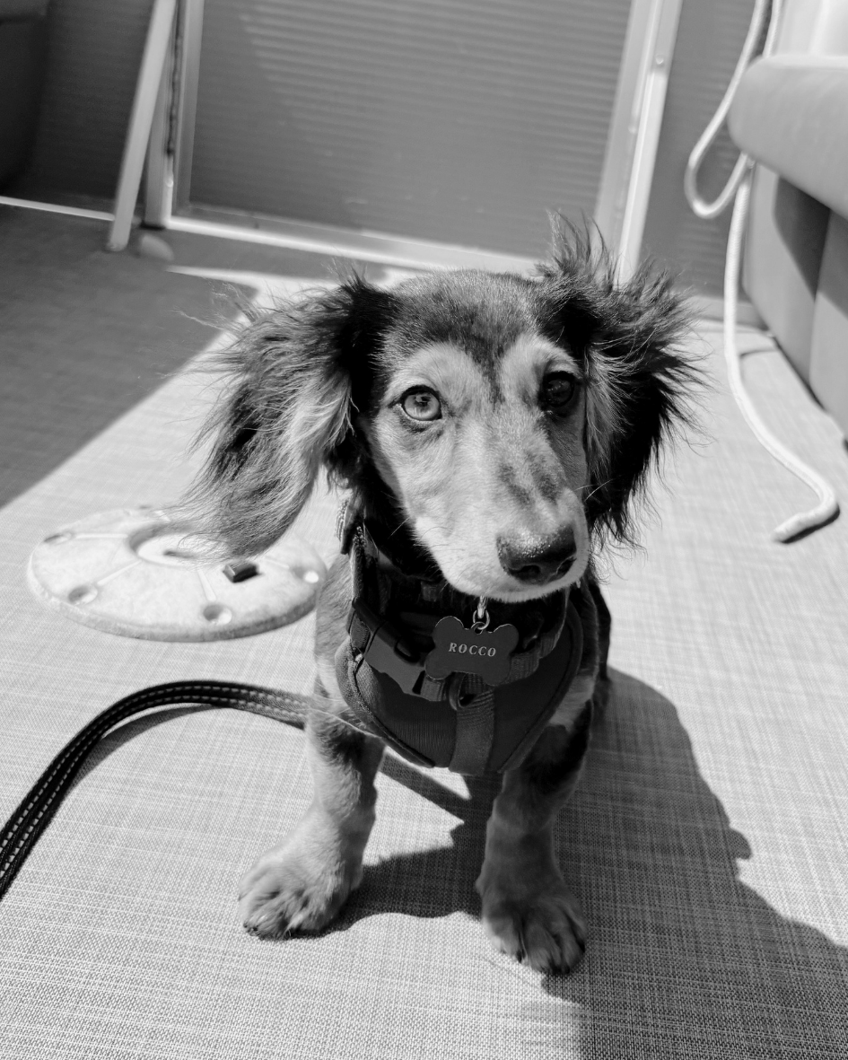 Black and white photo of a cute puppy sitting on a textured surface, wearing a harness labeled 'ROCCO', with floppy ears and expressive eyes.