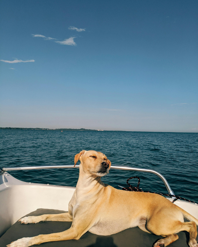 A tan dog with closed eyes lying on a boat with a black cushion, surrounded by water and a blue sky with some clouds.